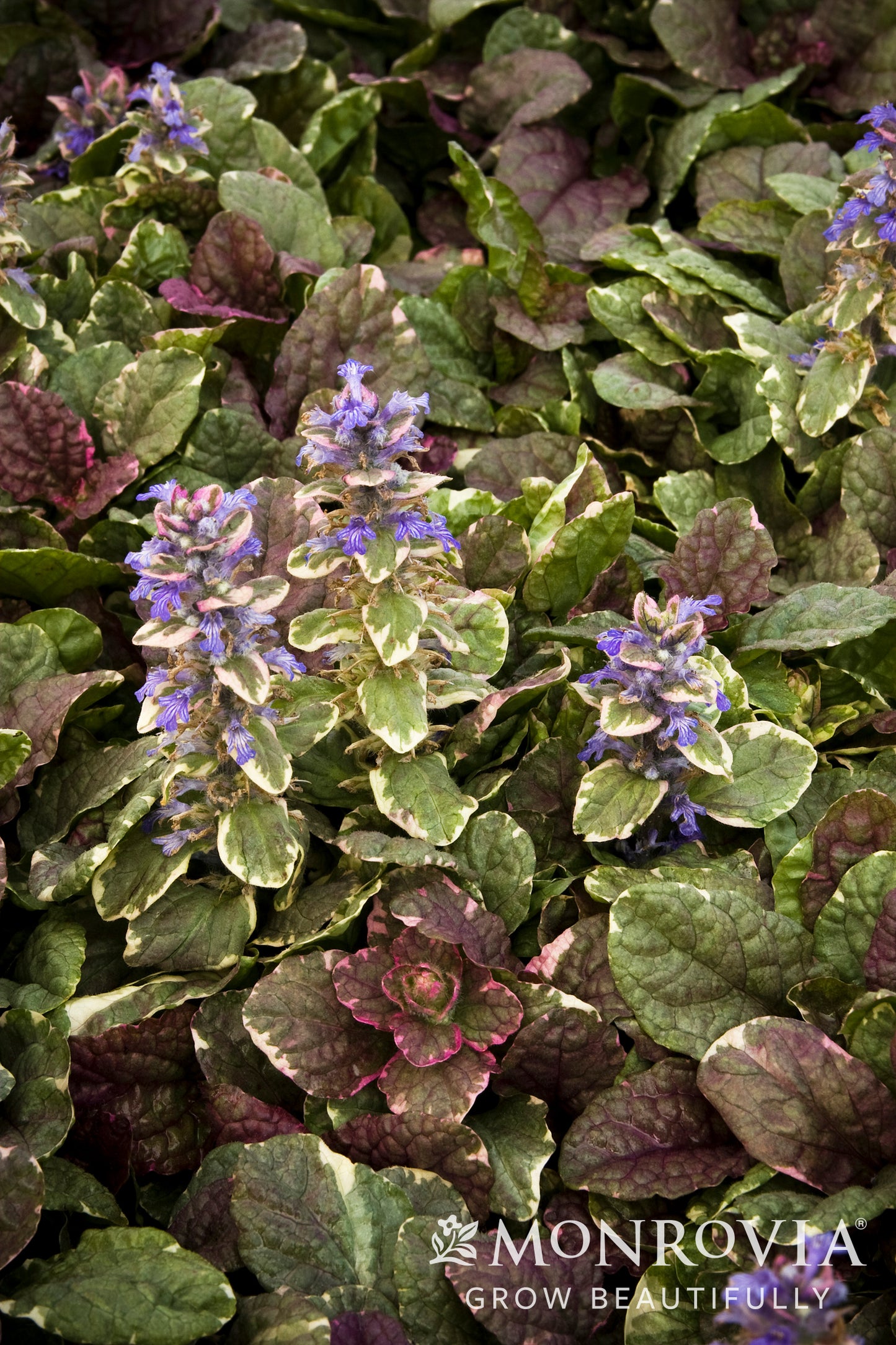 Ajuga | Burgundy Glow Bugleweed