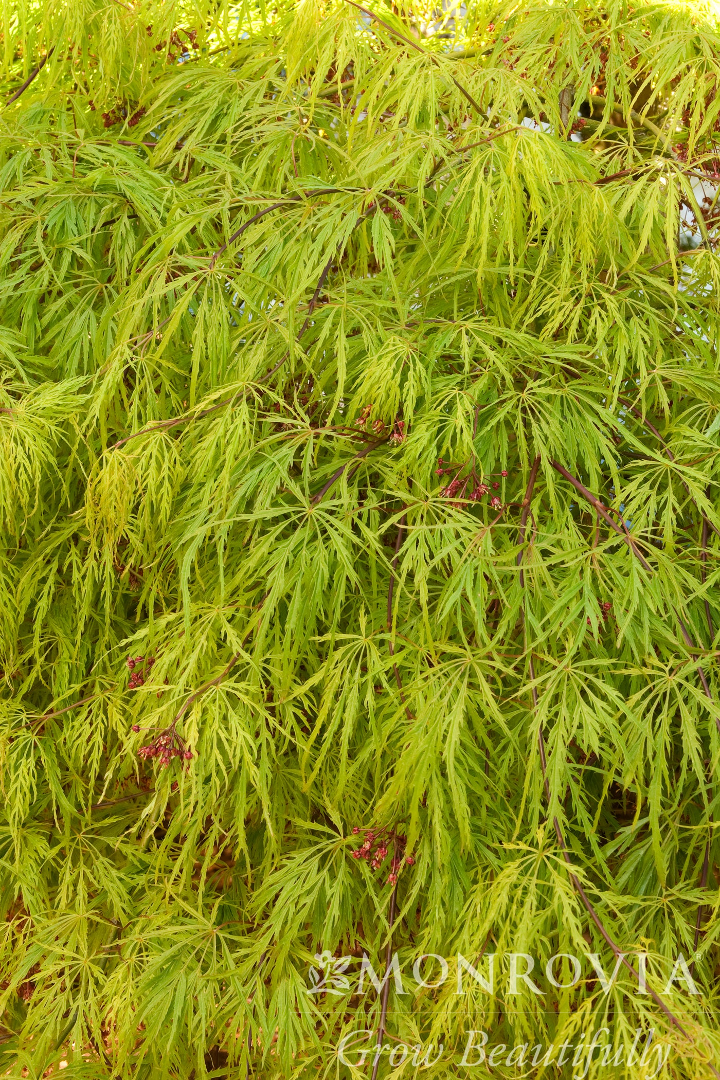 Acer | Waterfall Japanese Maple