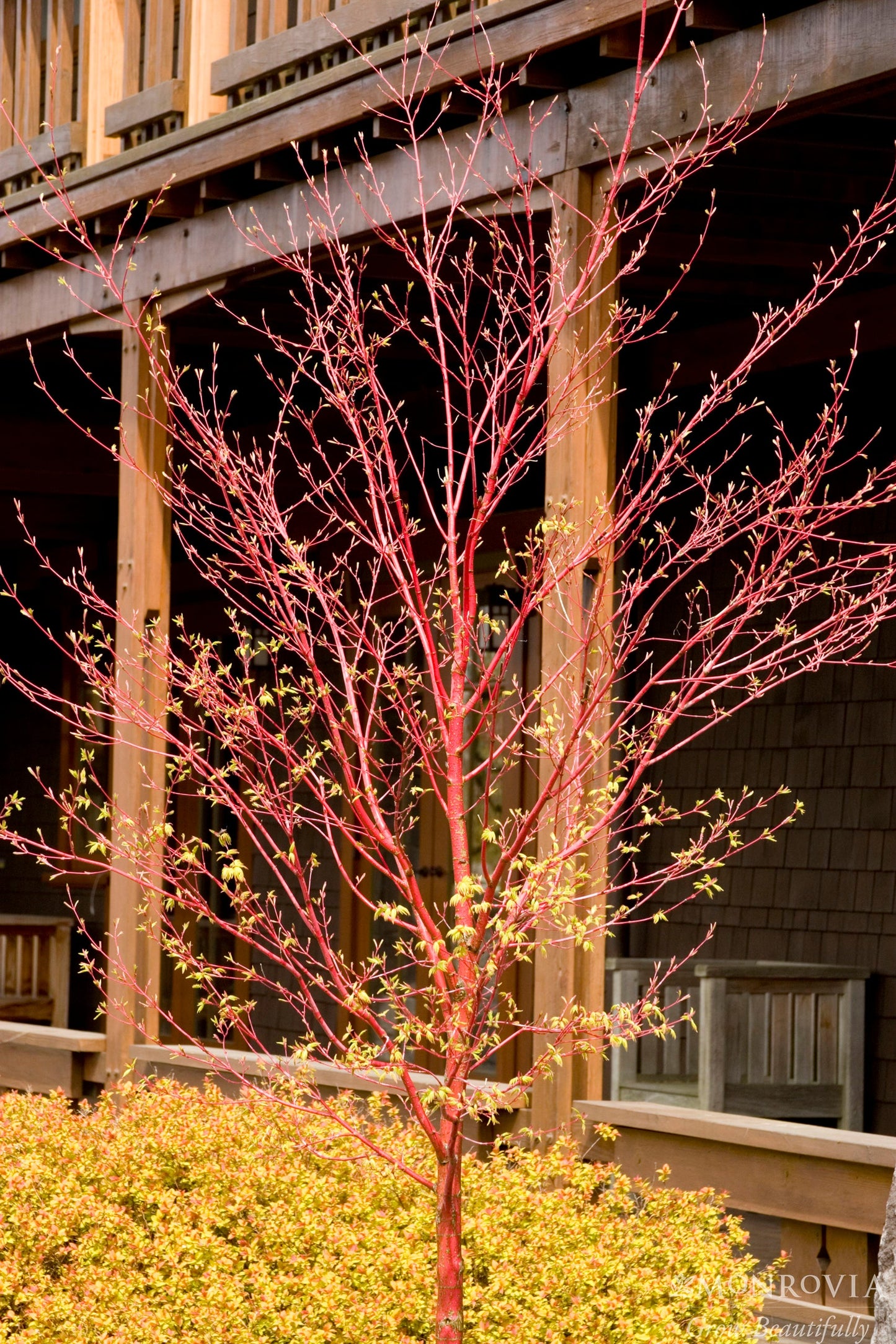 Acer | Sango-Kaku Japanese Maple | Multi-Stem - 15 Gallon