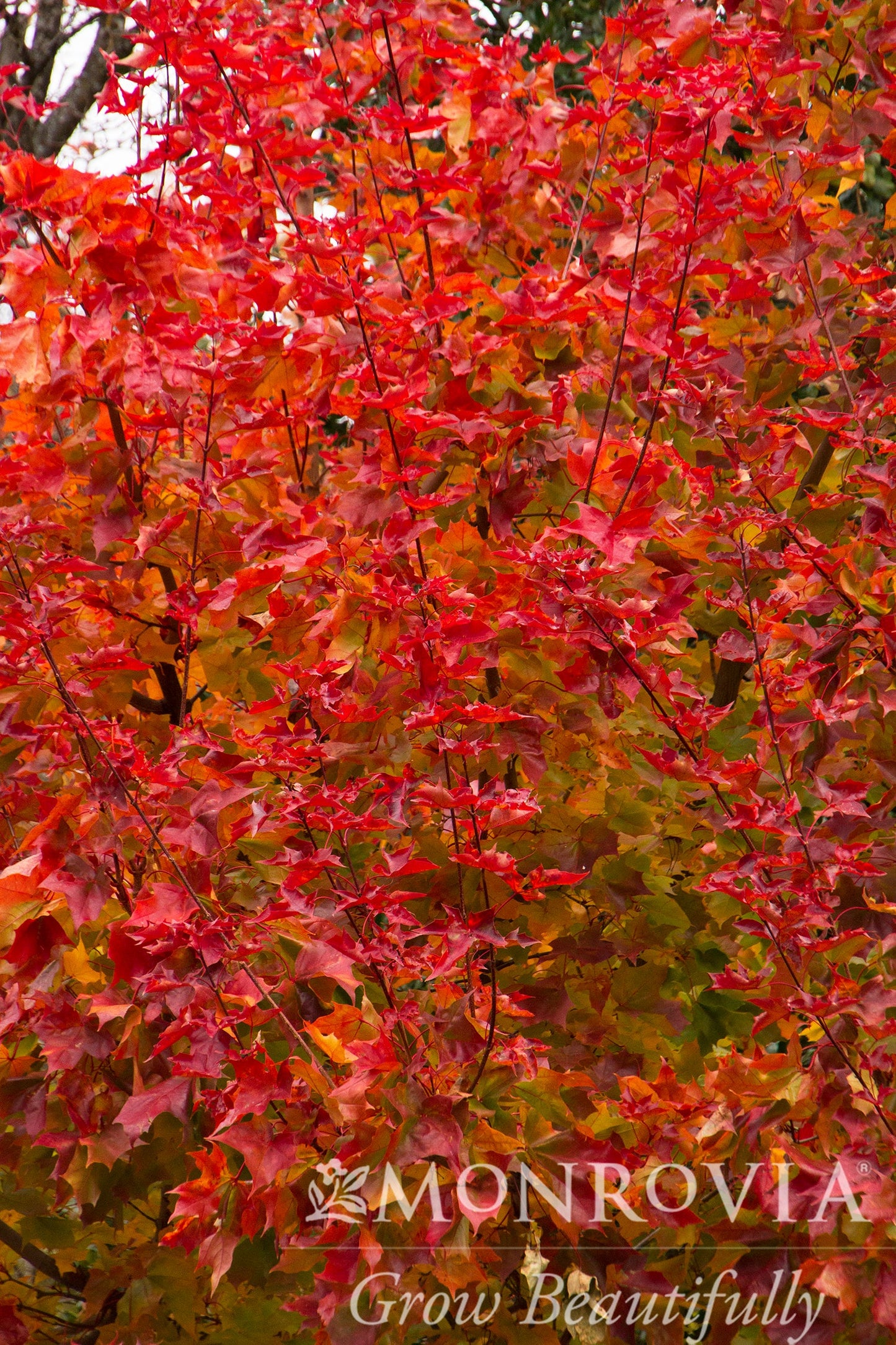 Acer | Autumn Blaze Maple - 15 Gallon