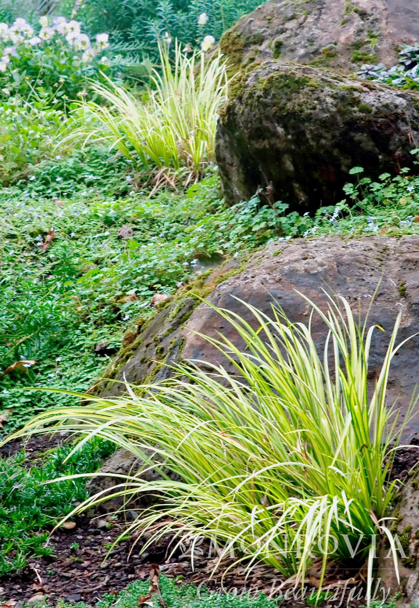 Acorus | Ogon Japanese Sweet Flag - 1 Gallon