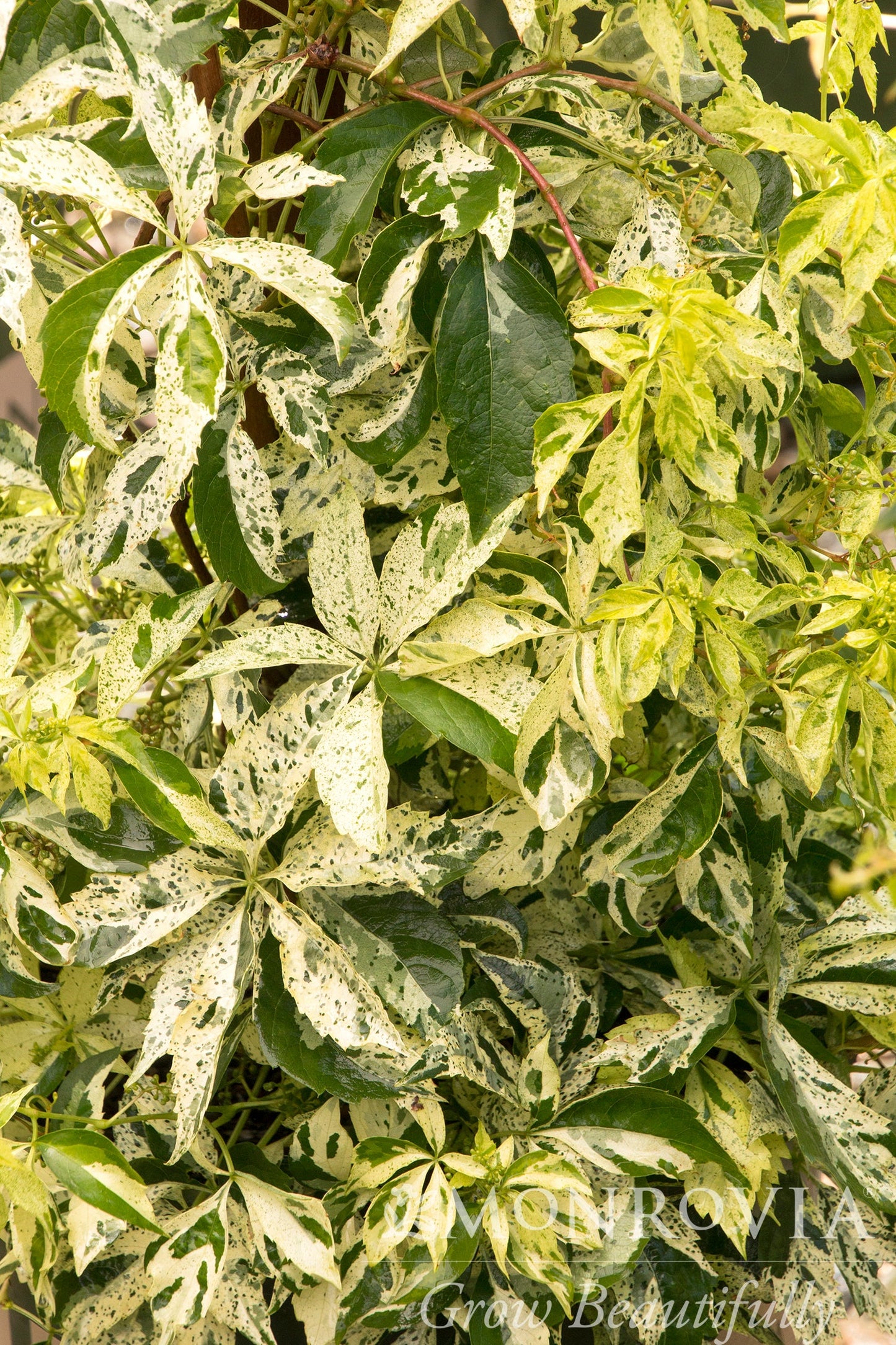 Parthenocissus | Star Showers Virginia Creeper - 1 Gallon