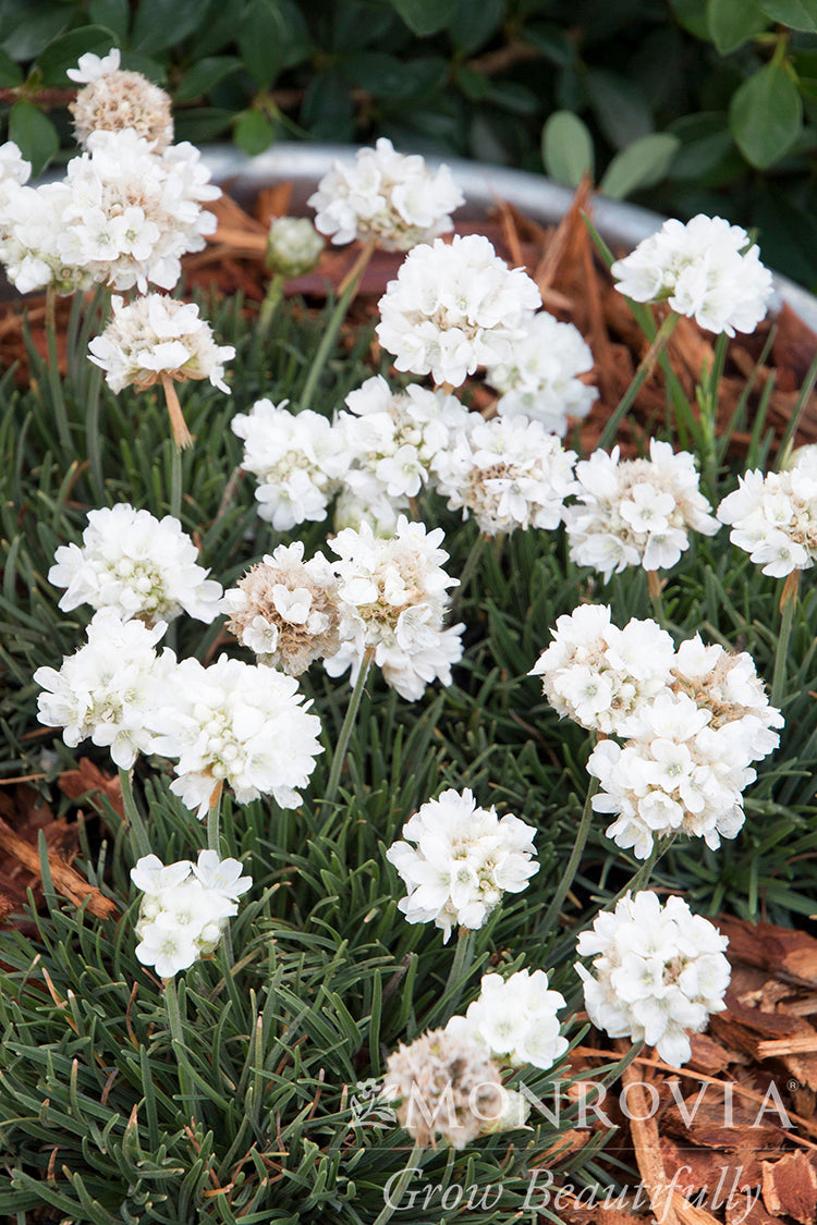 Armeria | Cottontail Sea Thrift