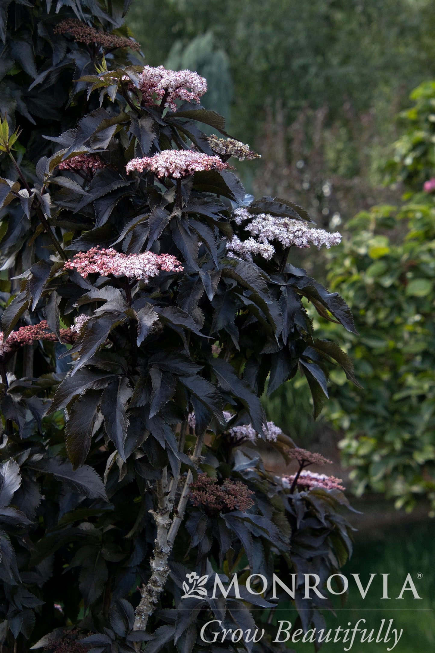 Sambucus | Black Tower Elderberry - 2 Gallon