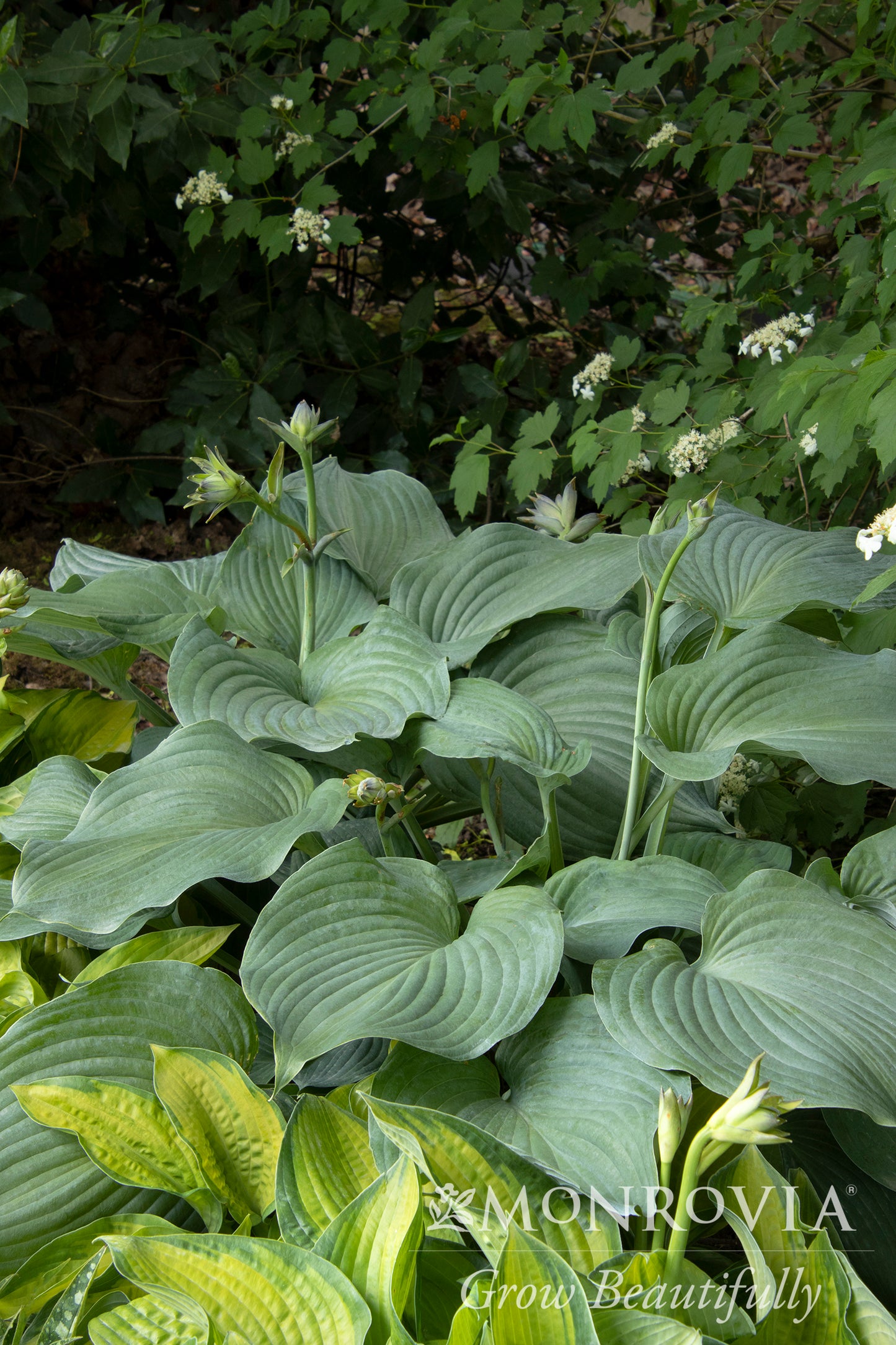 Hosta | Blue Angel Hosta
