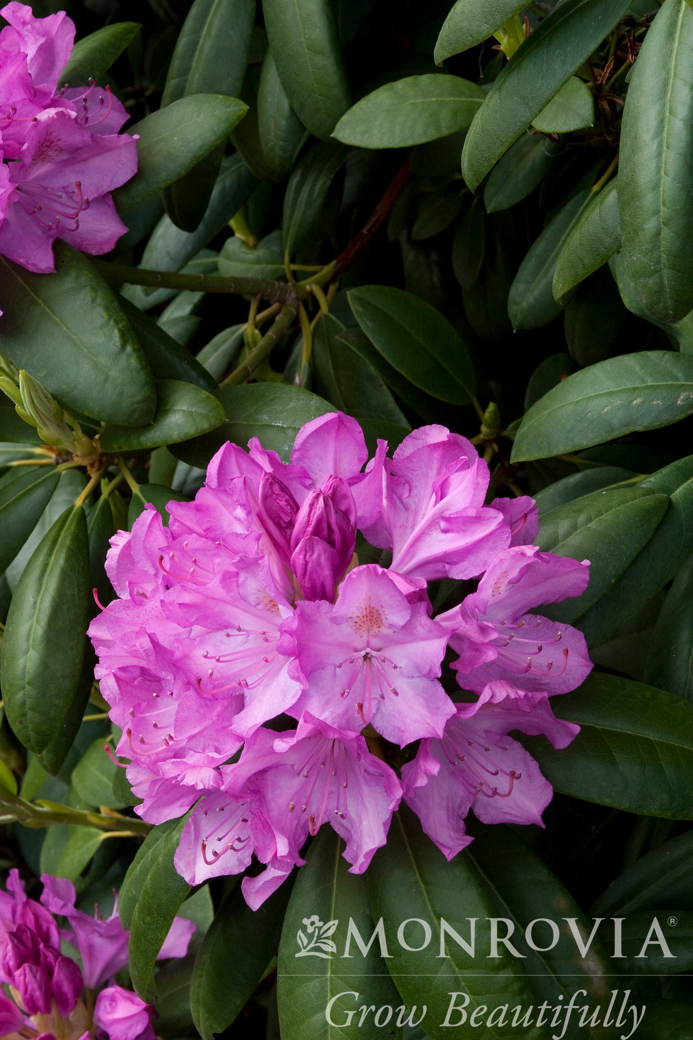Rhododendron | English Roseum Rhododendron
