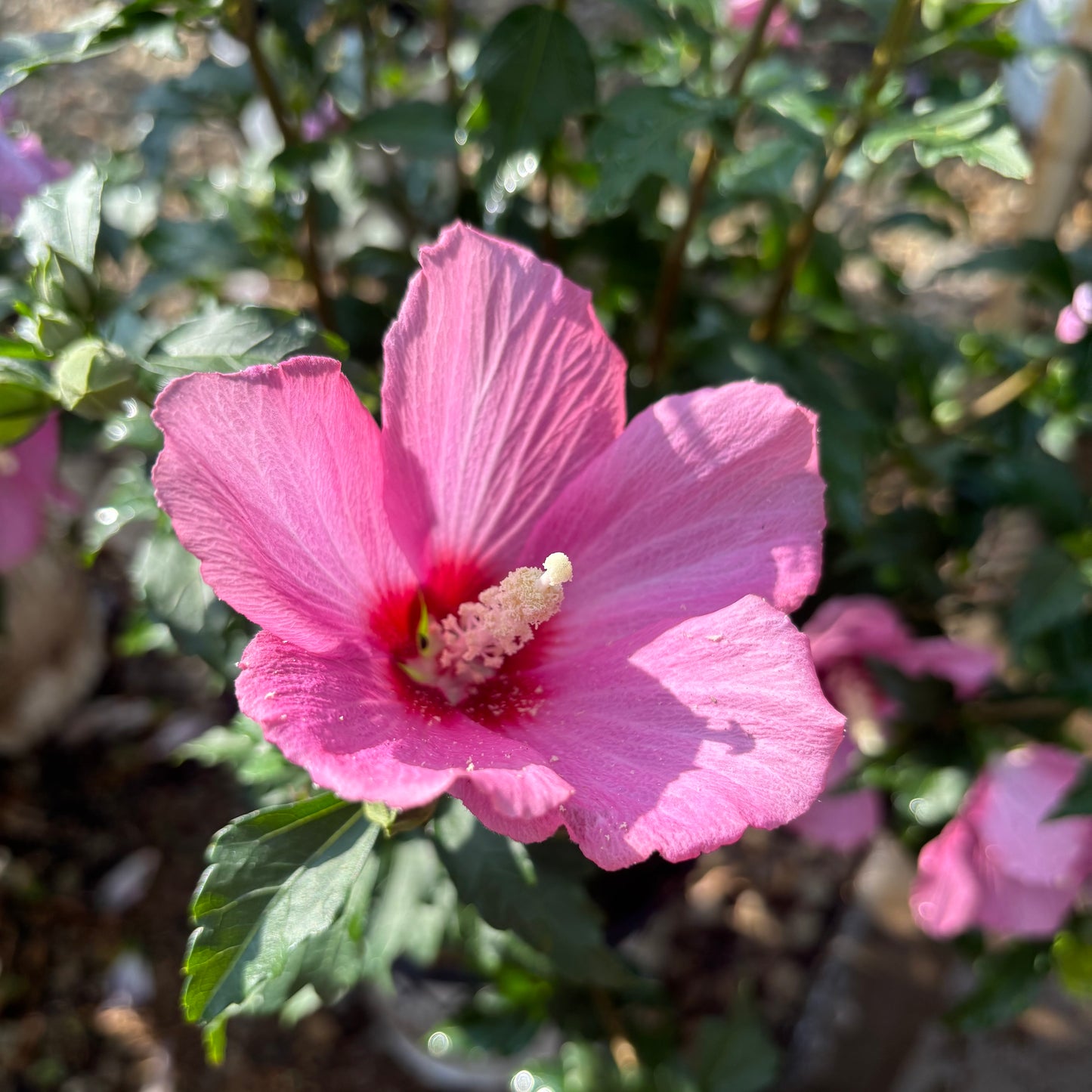 Hibiscus | Lil' Kim Red Rose of Sharon