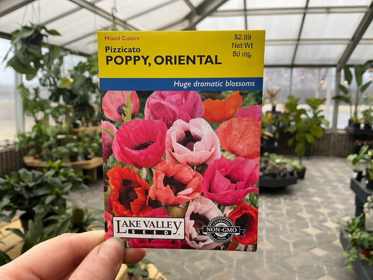 Papaver | Oriental - Poppy Seed
