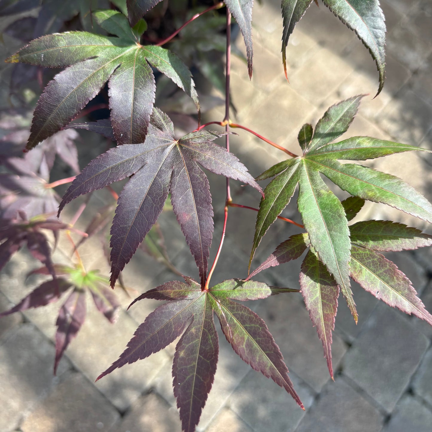 Acer | Bloodgood Japanese Maple