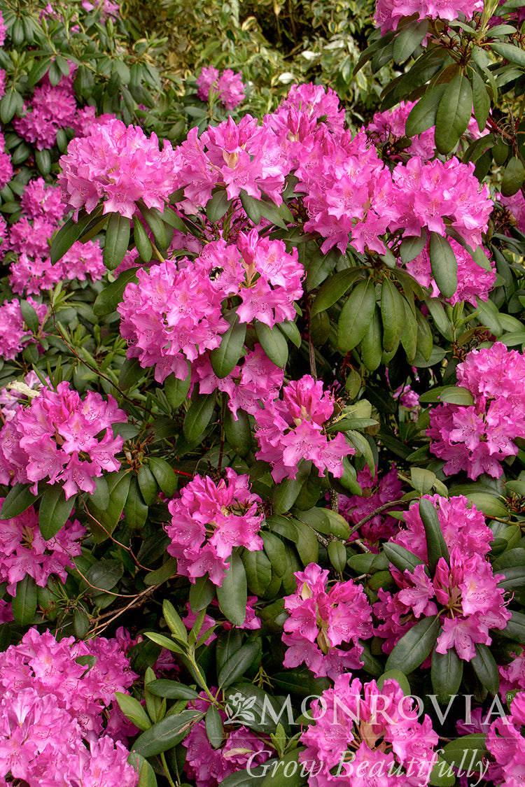 Rhododendron | Roseum Elegans Rhododendron - 2 Gallon