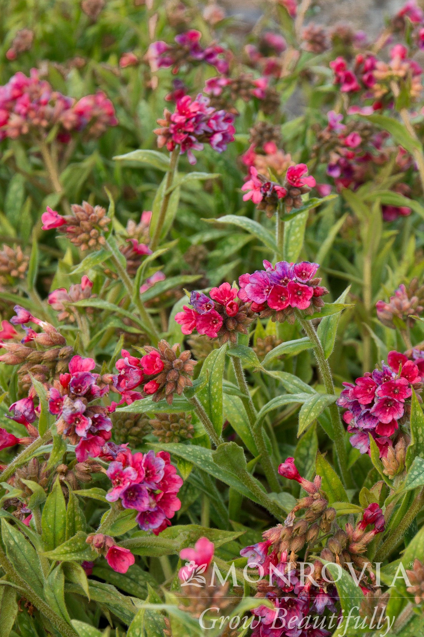 Pulmonaria | Raspberry Splash Lungwort - 1 Gallon