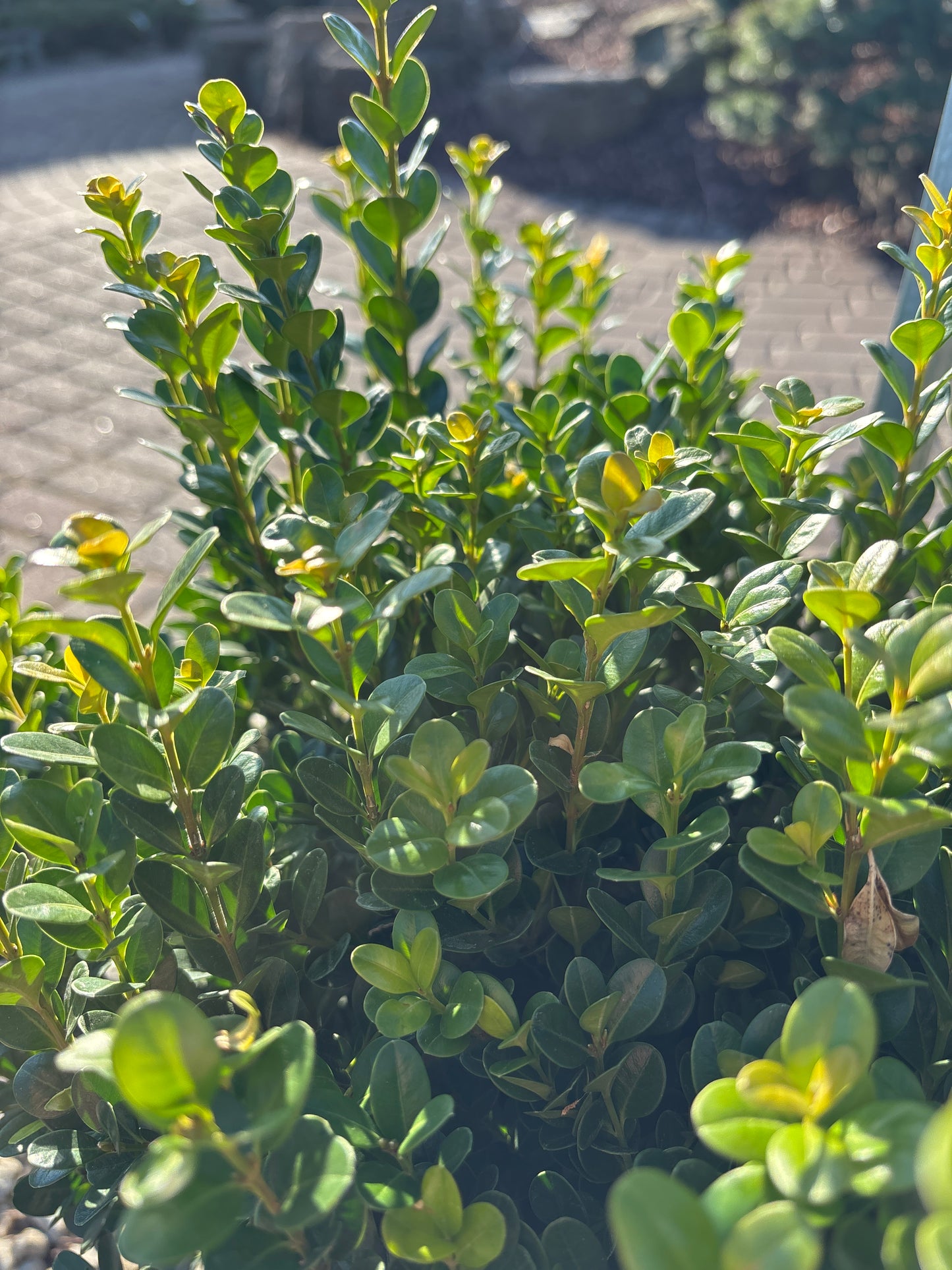 Buxus | NewGen Freedom Boxwood