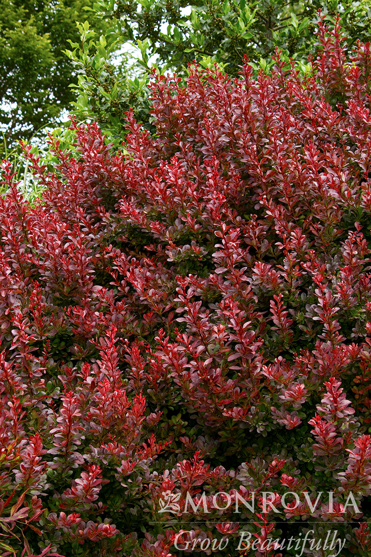 Berberis | Cherry Bomb Barberry