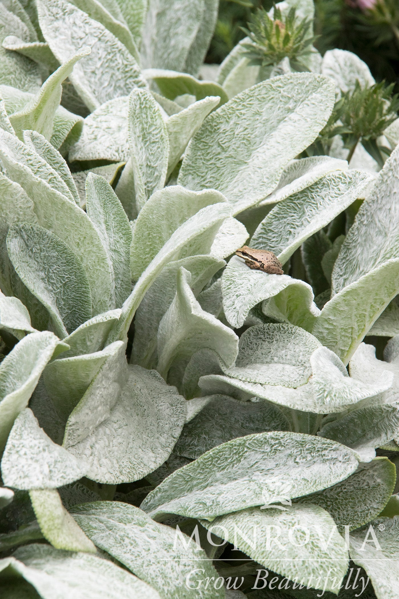 Stachys | Big Ears Lamb's Ear - 1 Quart