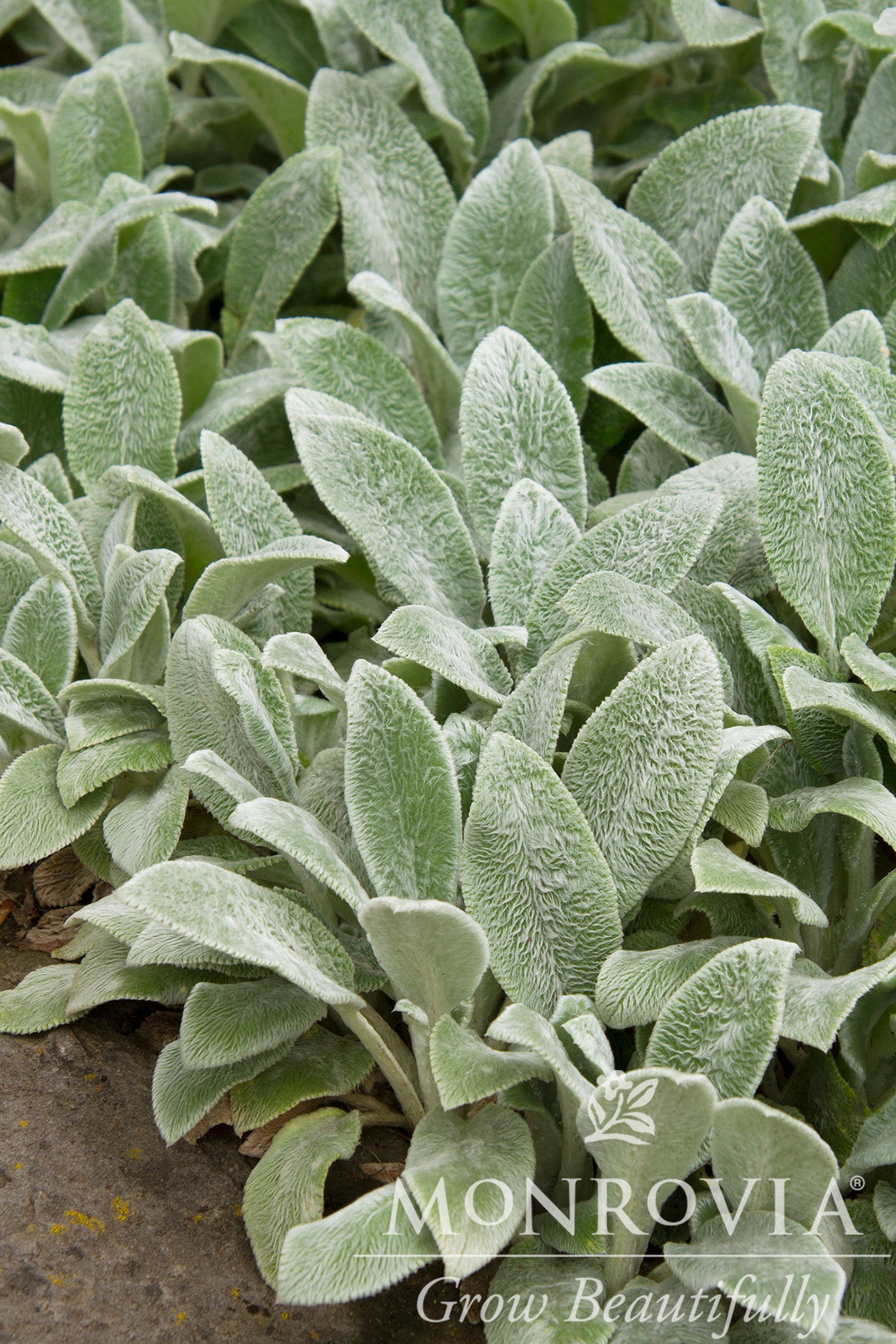 Stachys | Silver Carpet Lamb's Ear