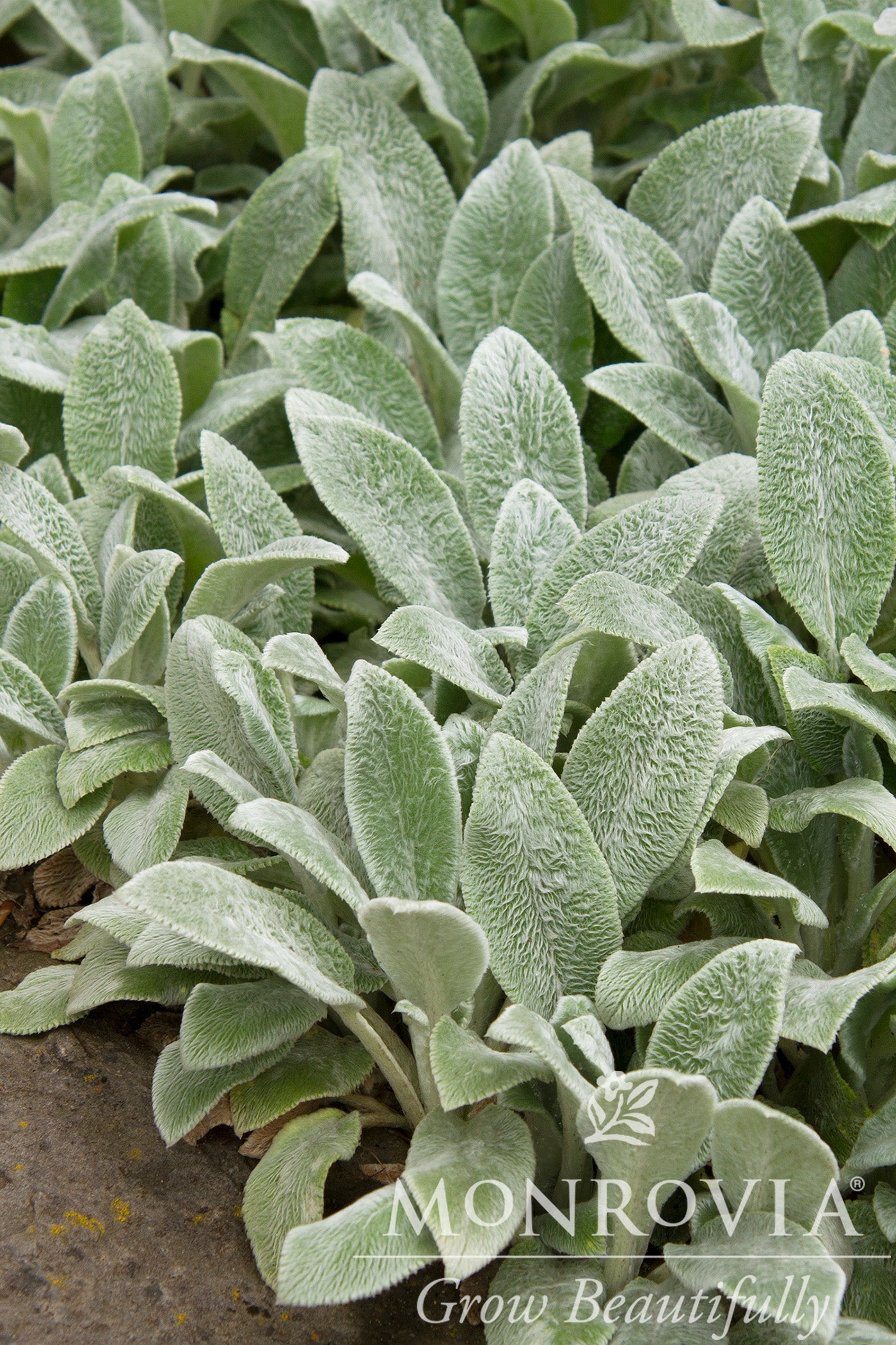 Stachys | Silver Carpet Lamb's Ear - 1 Gallon