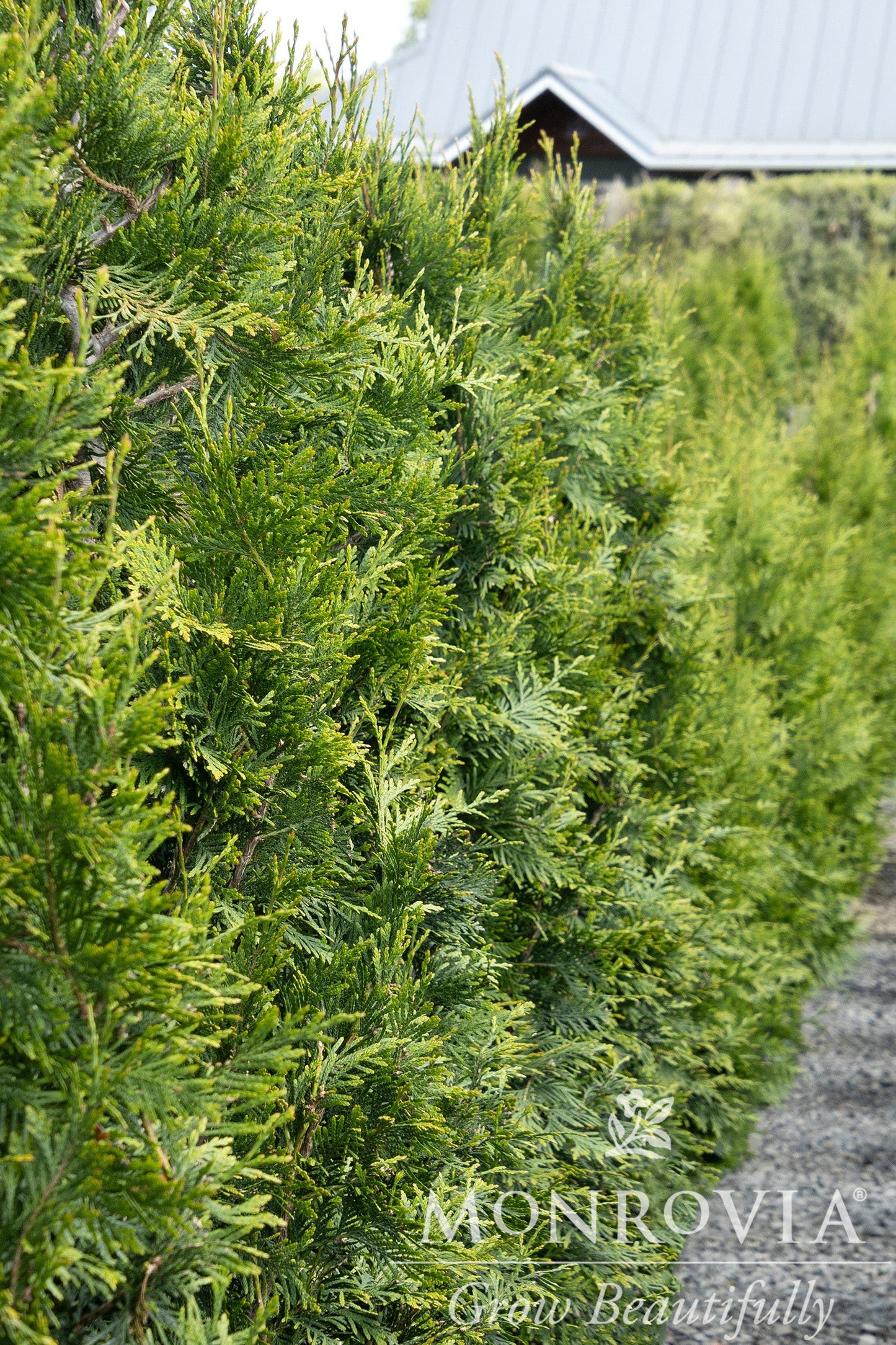 Thuja | Green Giant Arborvitae - 7 Gallon