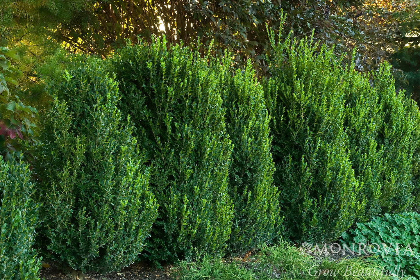 Buxus | Green Mountain Boxwood | Natural - 10 Gallon