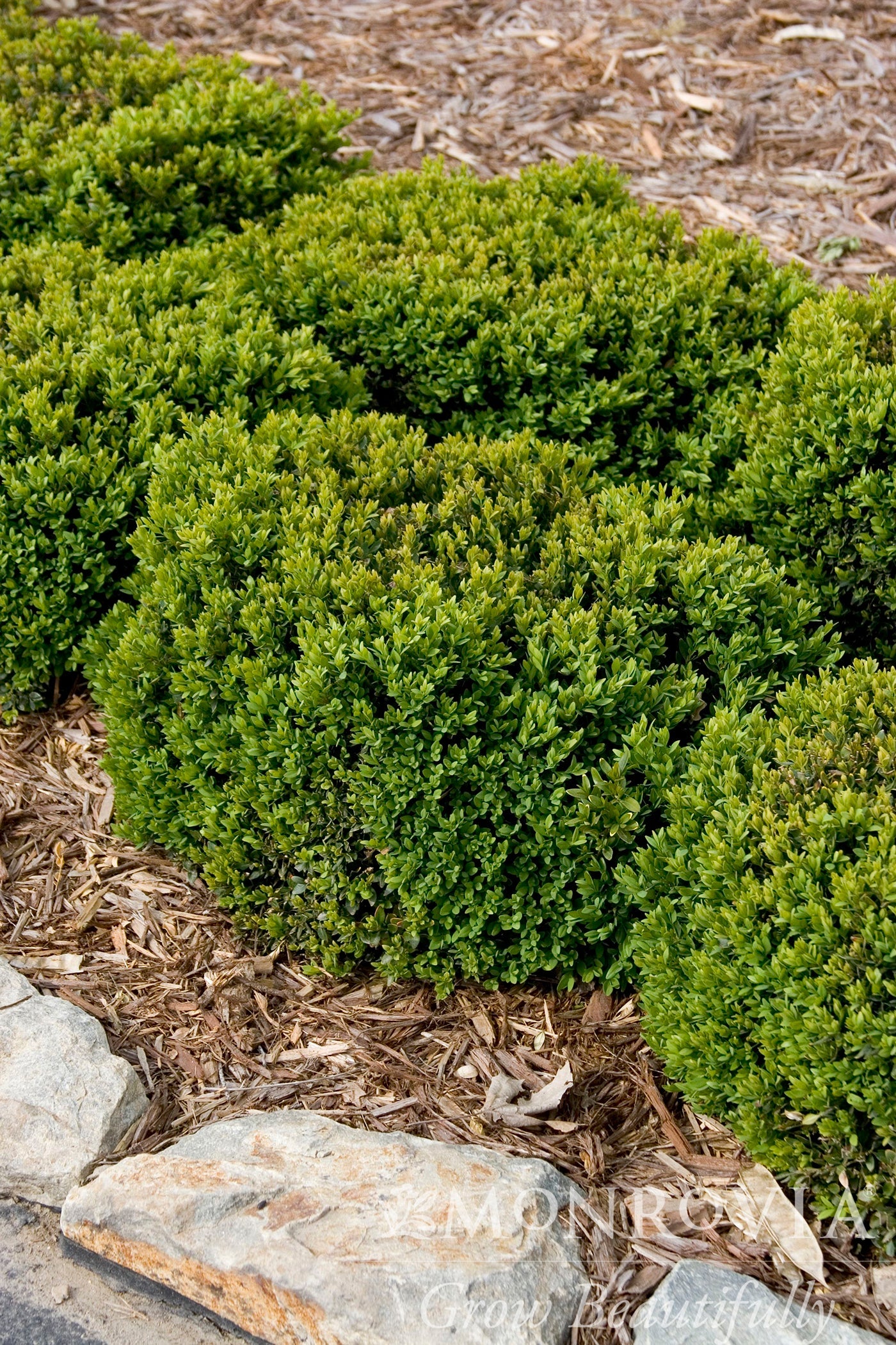 Buxus | Green Velvet Boxwood | Tree Form - 3 Gallon