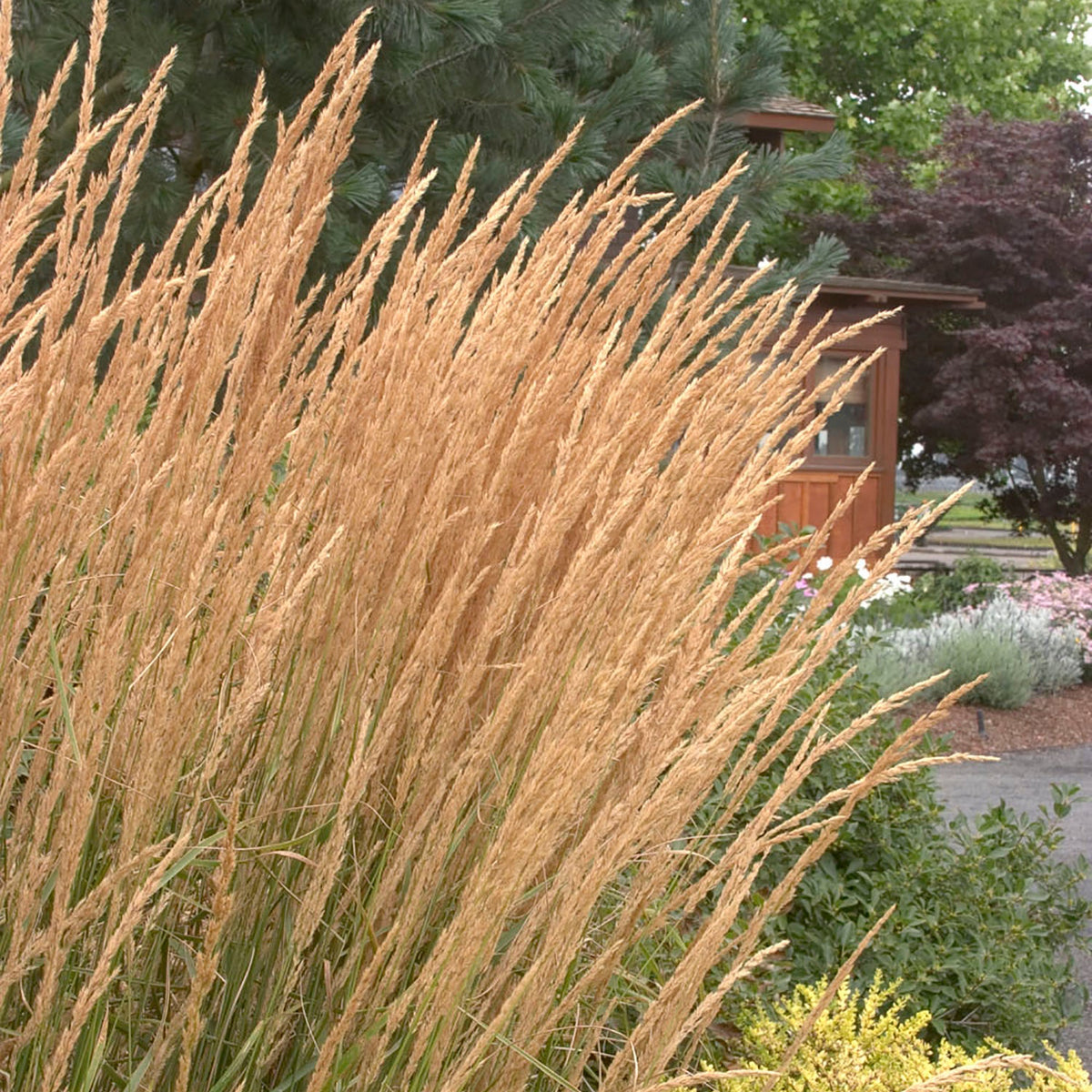 Calamagrostis | Karl Foerster Feather Reed Grass - 3 Gallon