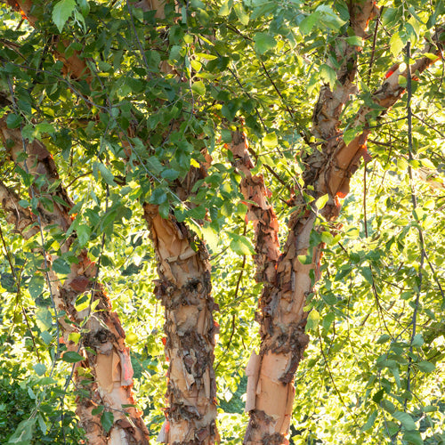 Betula | Heritage River Birch | Multi-Stem - 7 Gallon