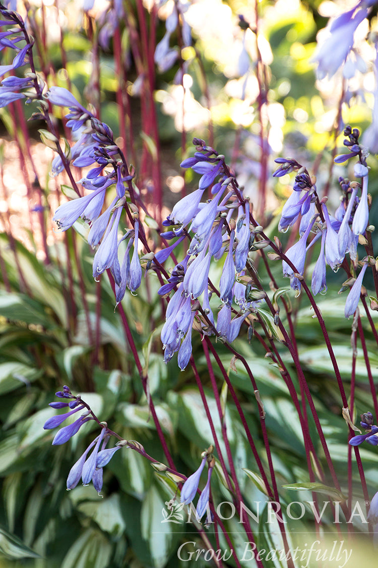 Hosta | Cherry Berry Hosta