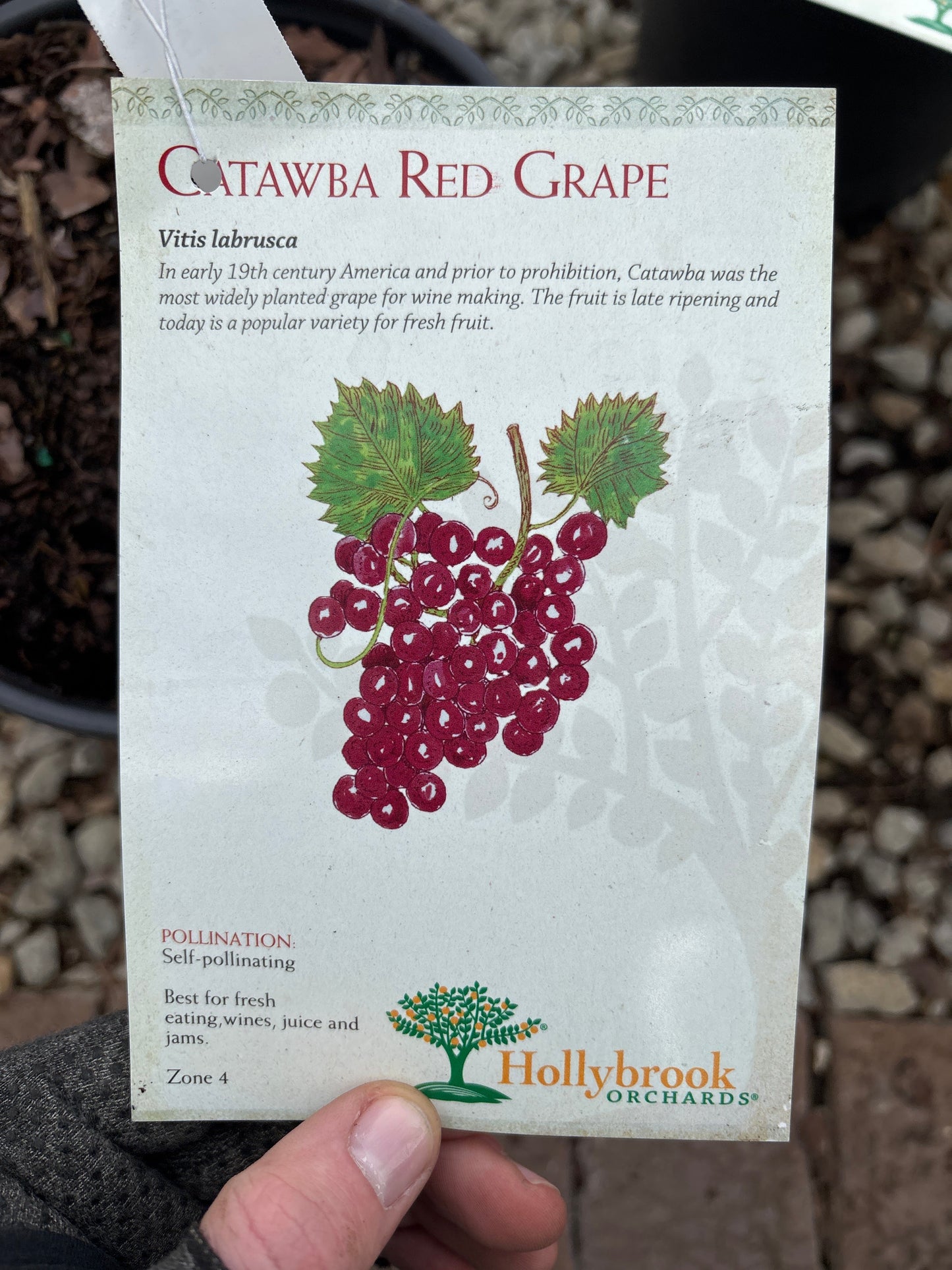 Vitis | Catawba Red Grape - 2 Gallon