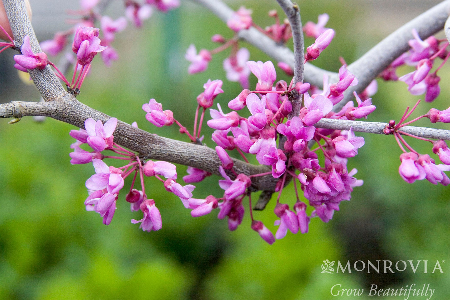 Cercis | Lavender Twist Weeping Redbud - 15 Gallon