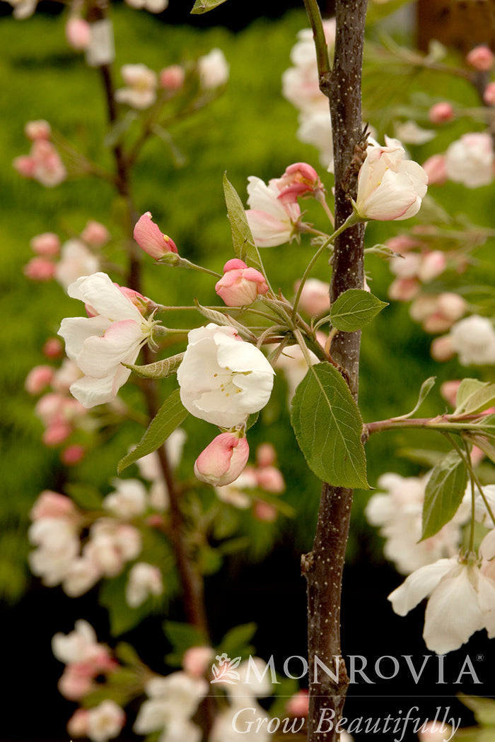 Malus | Tina Sargent Crabapple