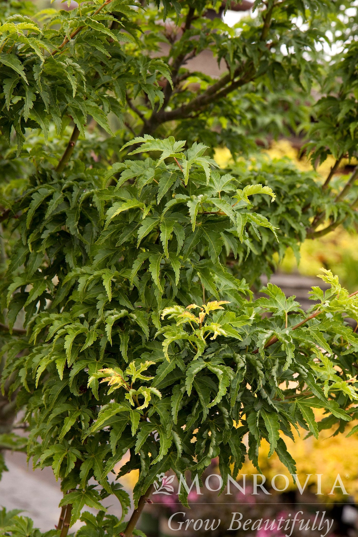 Acer | Shishigashira Japanese Maple - 2 Gallon