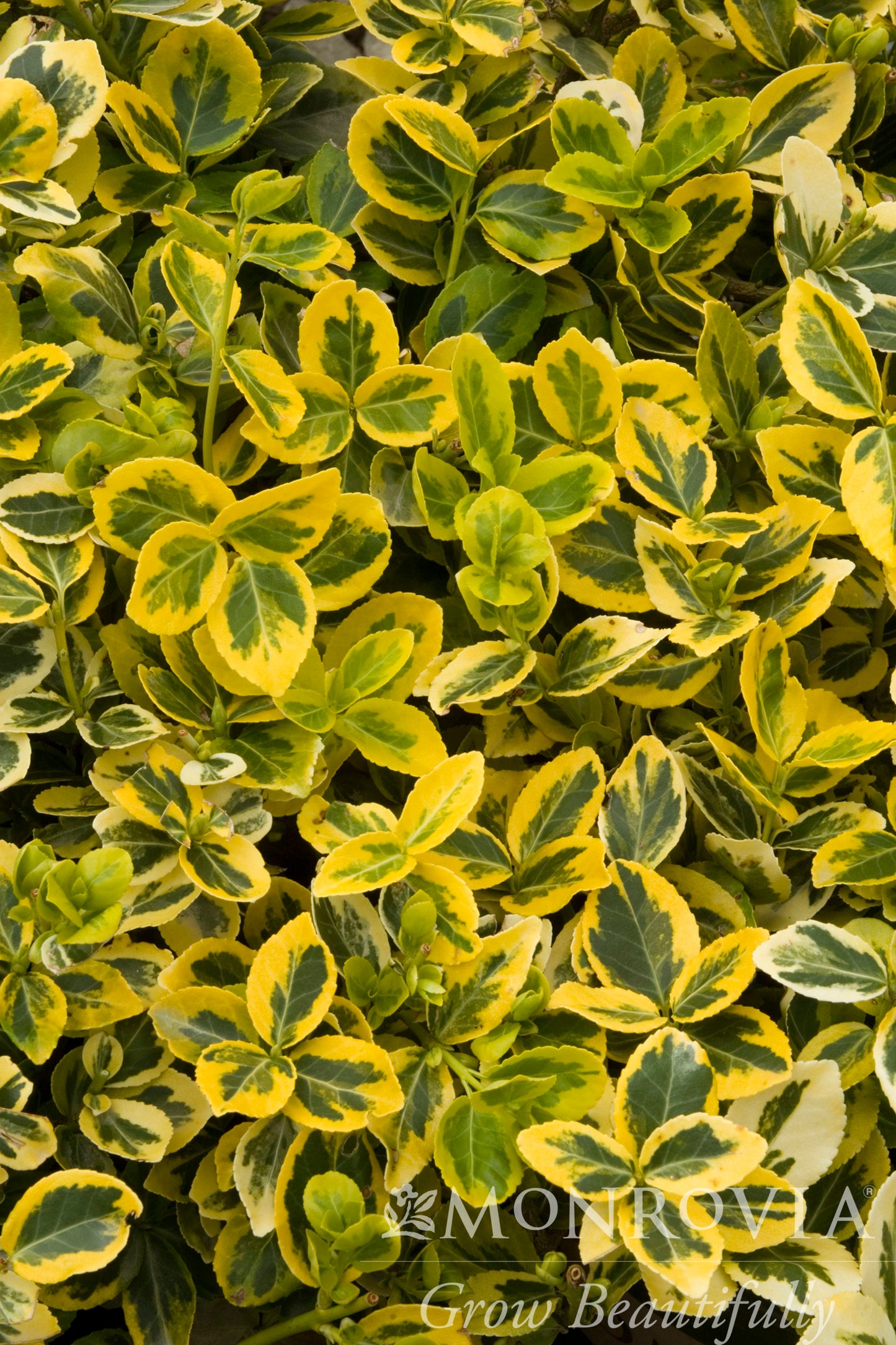 Euonymus | Sunrise Wintercreeper