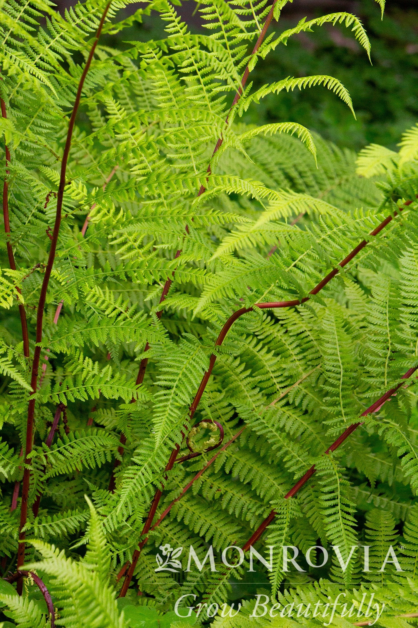 Athyrium | Lady in Red Fern - 1 Gallon