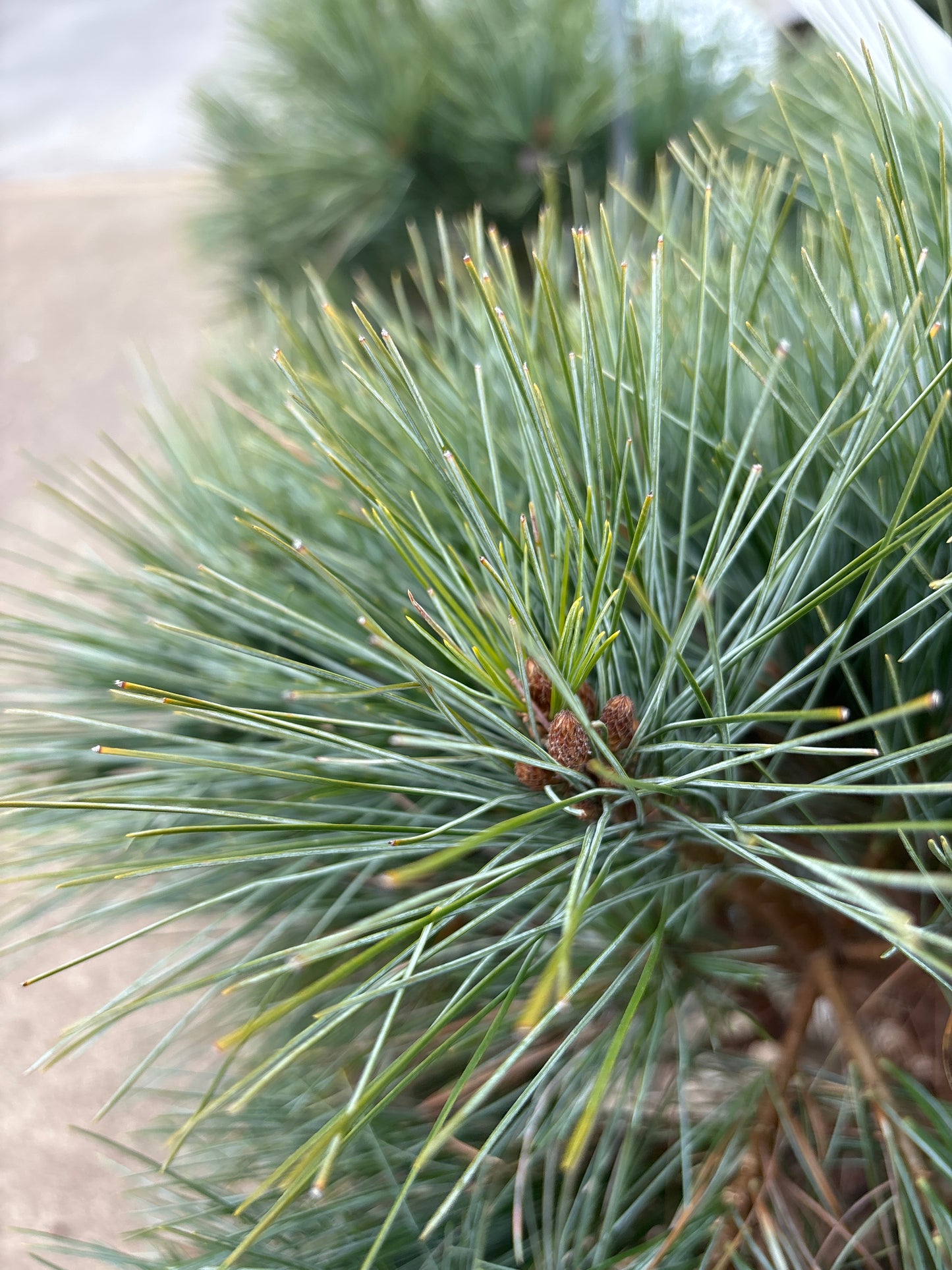 Pinus | Blue Shag Eastern White Pine