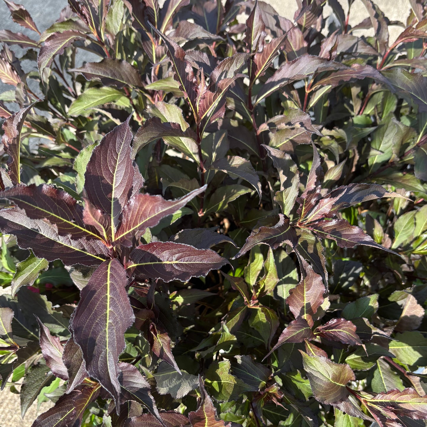 Weigela | Spilled Wine Weigela - 2 Gallon