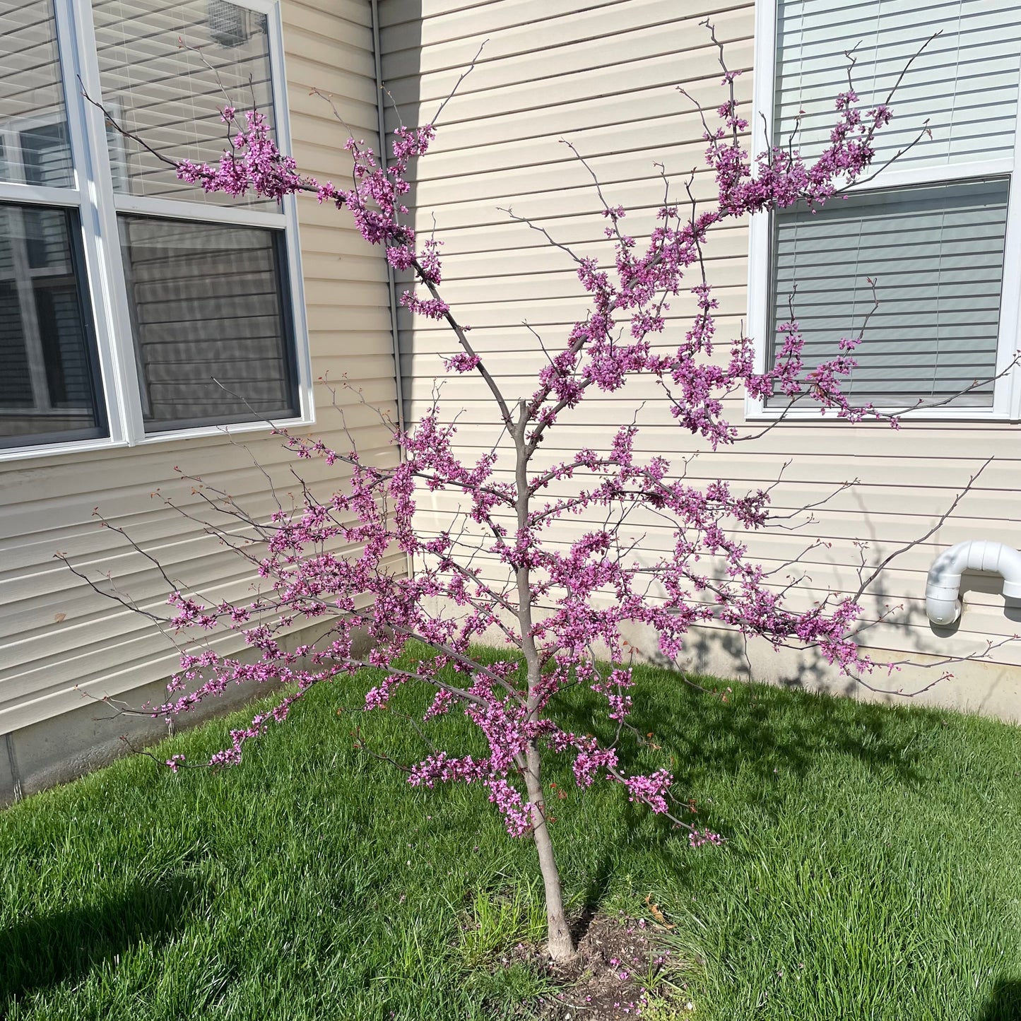 Cercis | Flame Thrower Redbud