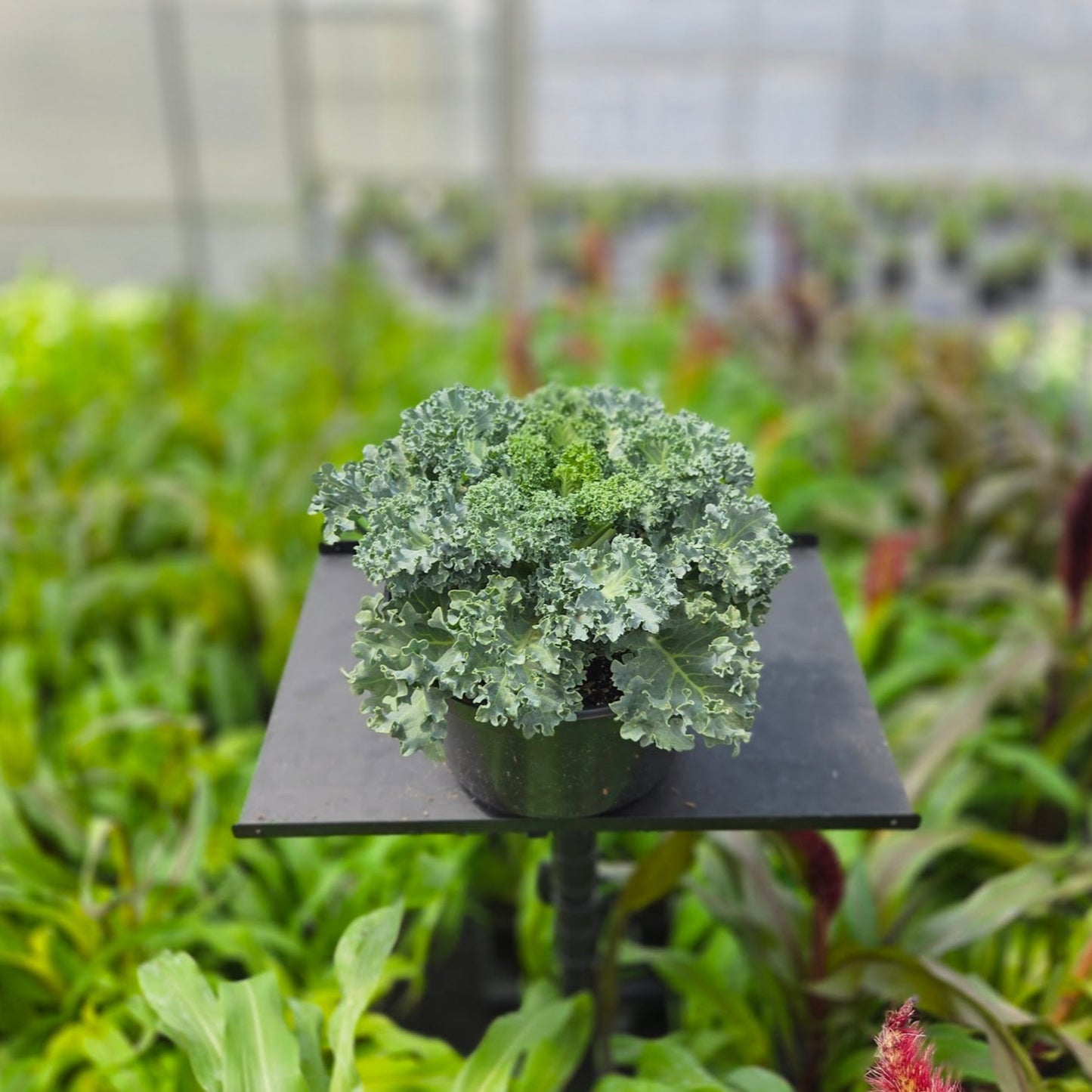 Brassica | Ornamental Kale
