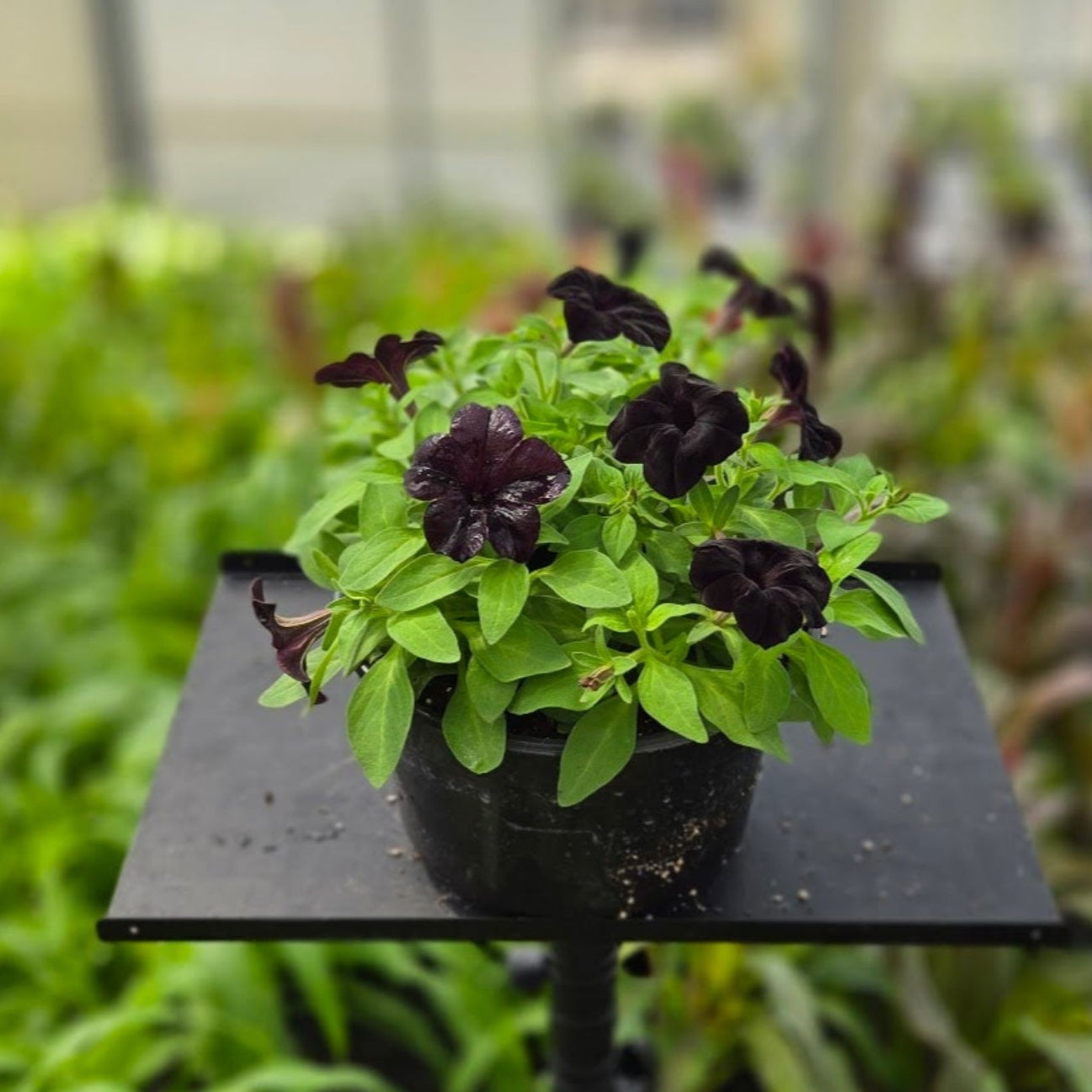 Petunia | Mounding Black Magic - 3 Quart