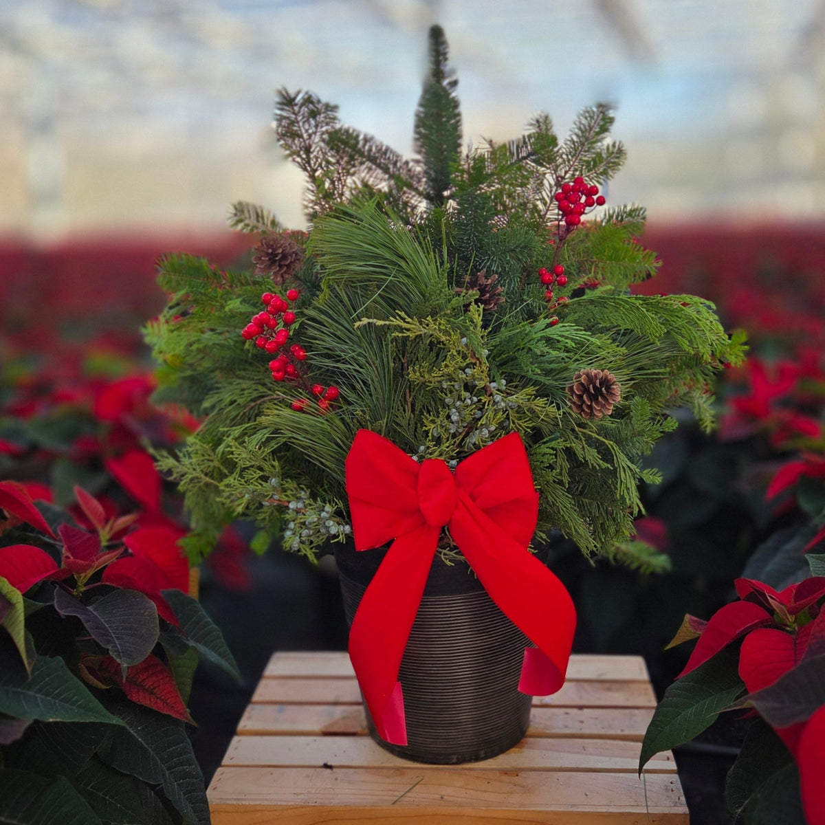 GivingGlow | Traditonal Tidings - Small Patio Container