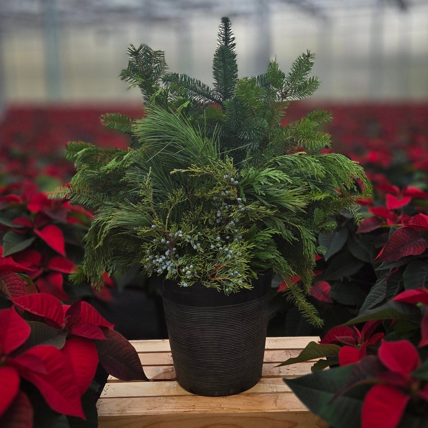 HolidayScape | Evergreen Essence - Small Patio Container