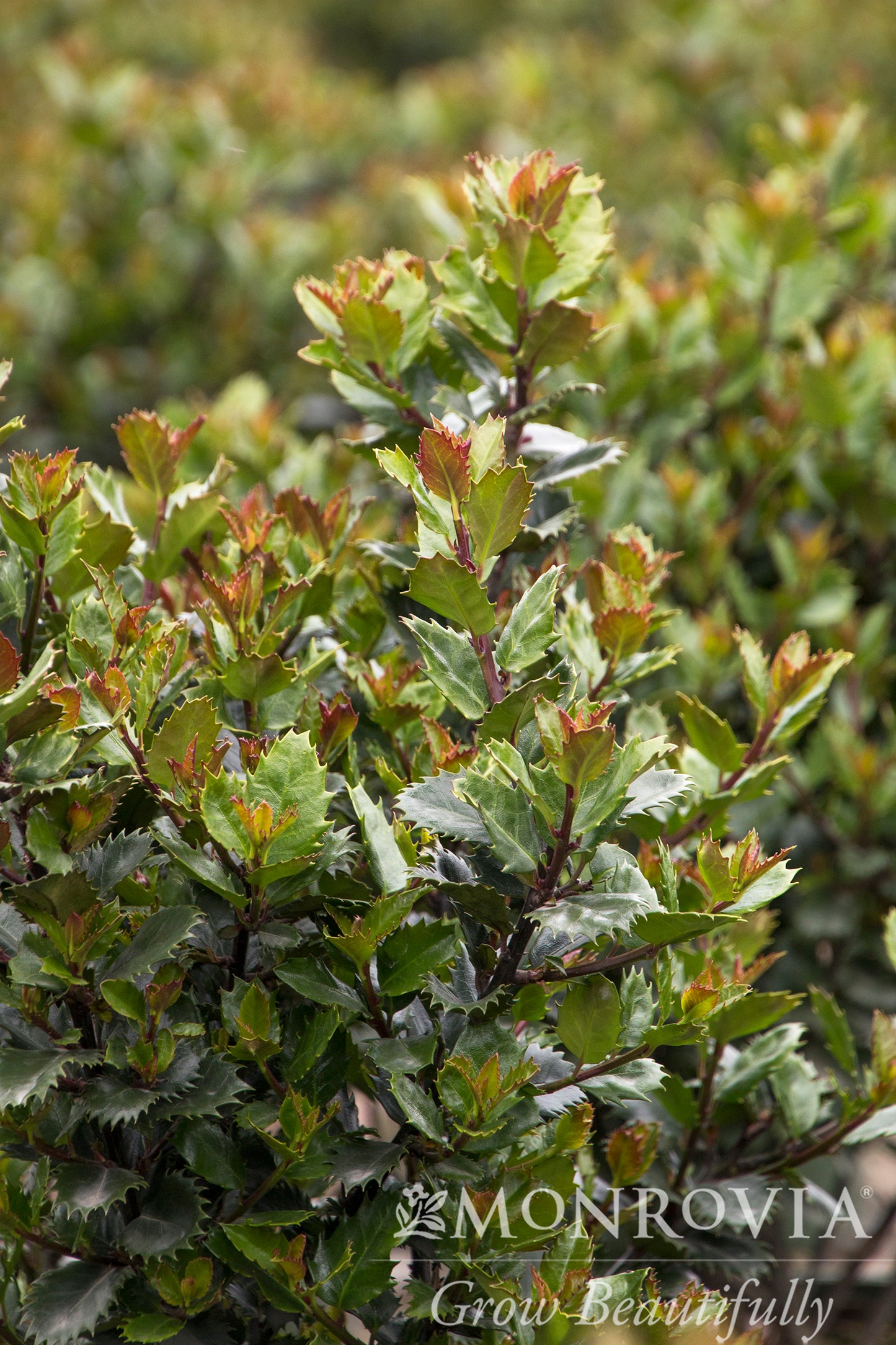 Ilex | Scallywag Blue Holly