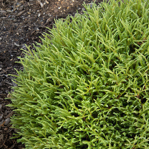 Thuja | Mr. Bowling Ball Arborvitae - 3 Gallon