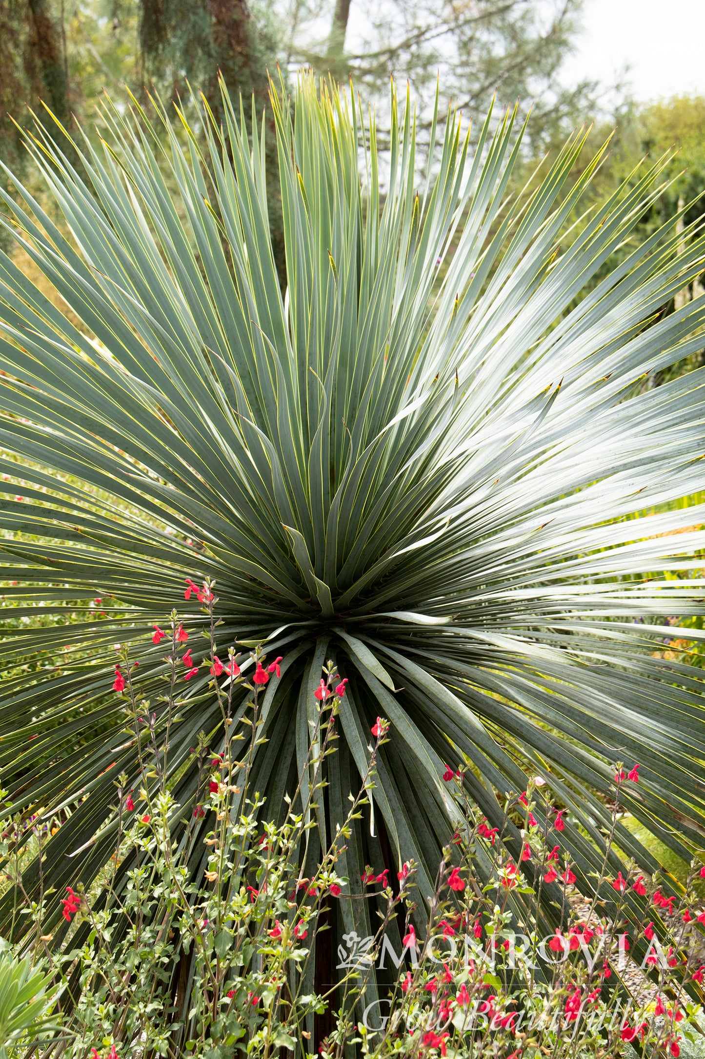 Yucca | Sapphire Skies Yucca