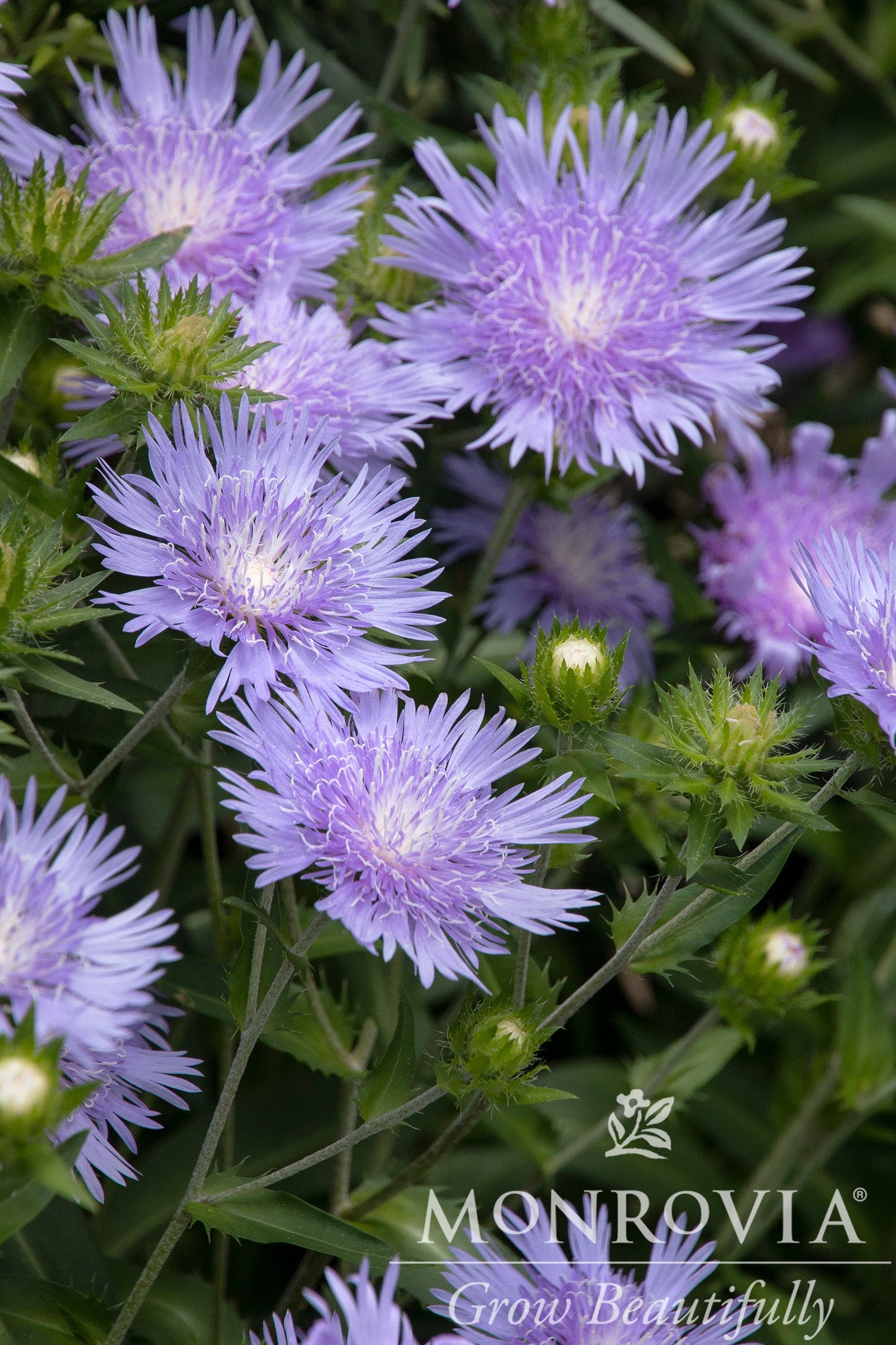 Stokesia | Peachie's Pick Stokes' Aster - 1 Gallon