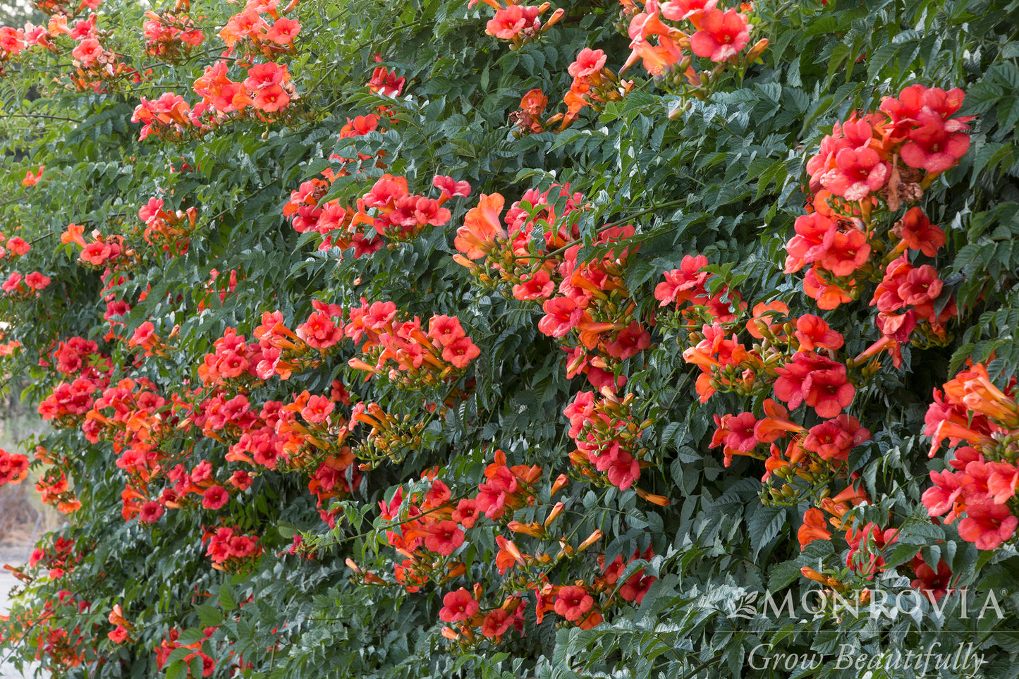 Campsis | Madame Galen Trumpet Vine