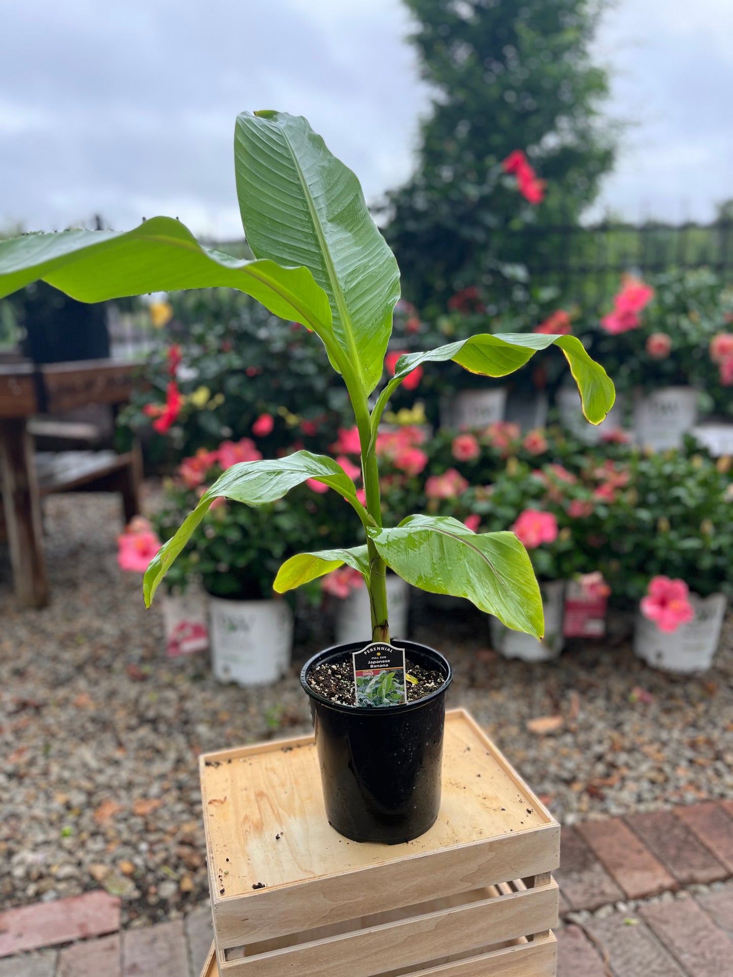 Banana | Basjoo - 1 Gallon