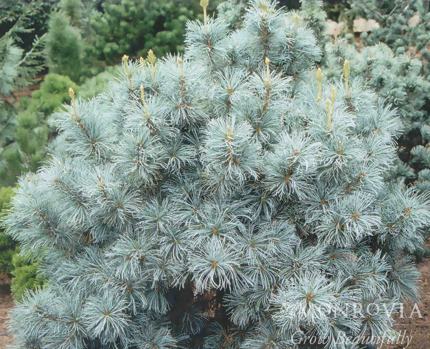 Pinus | Blue Angel Japanese White Pine