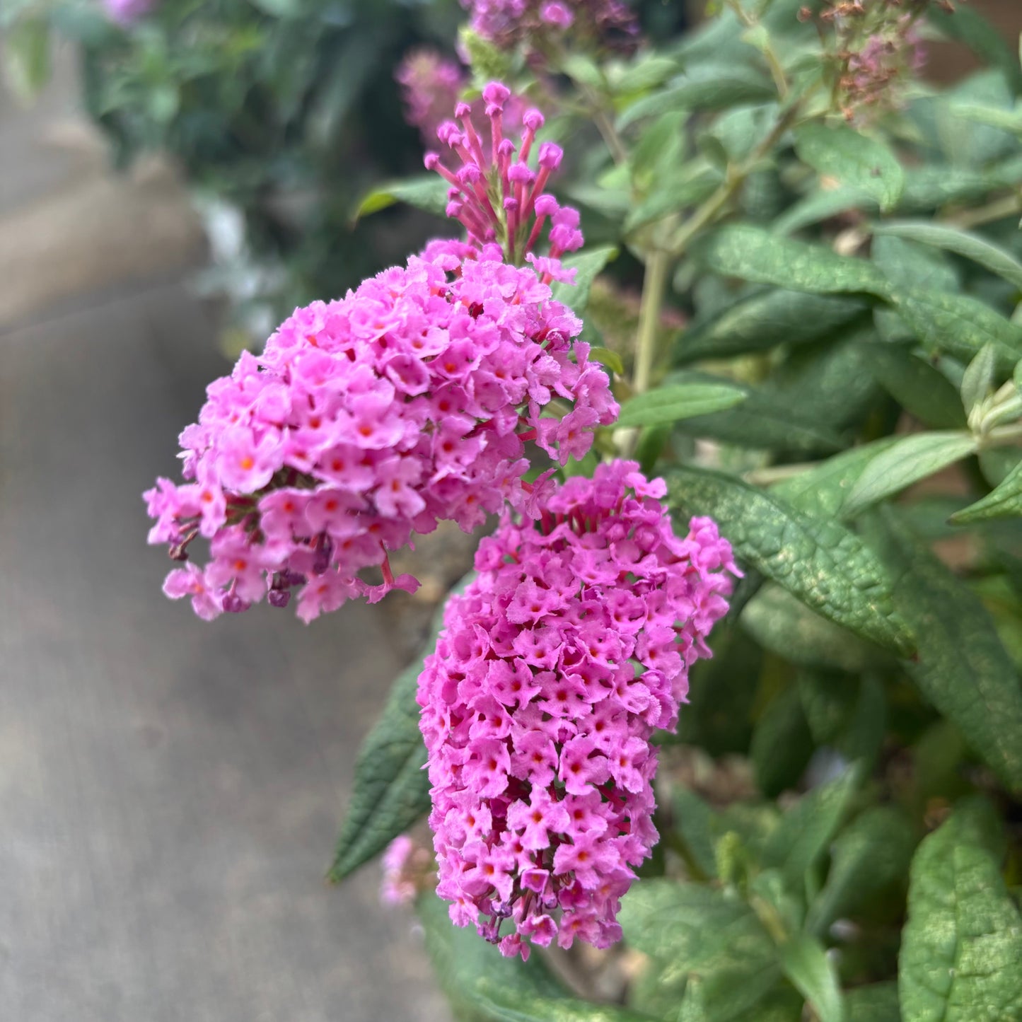 Buddleia | Pugster Butterfly Bush | Pinker - 2 Gallon