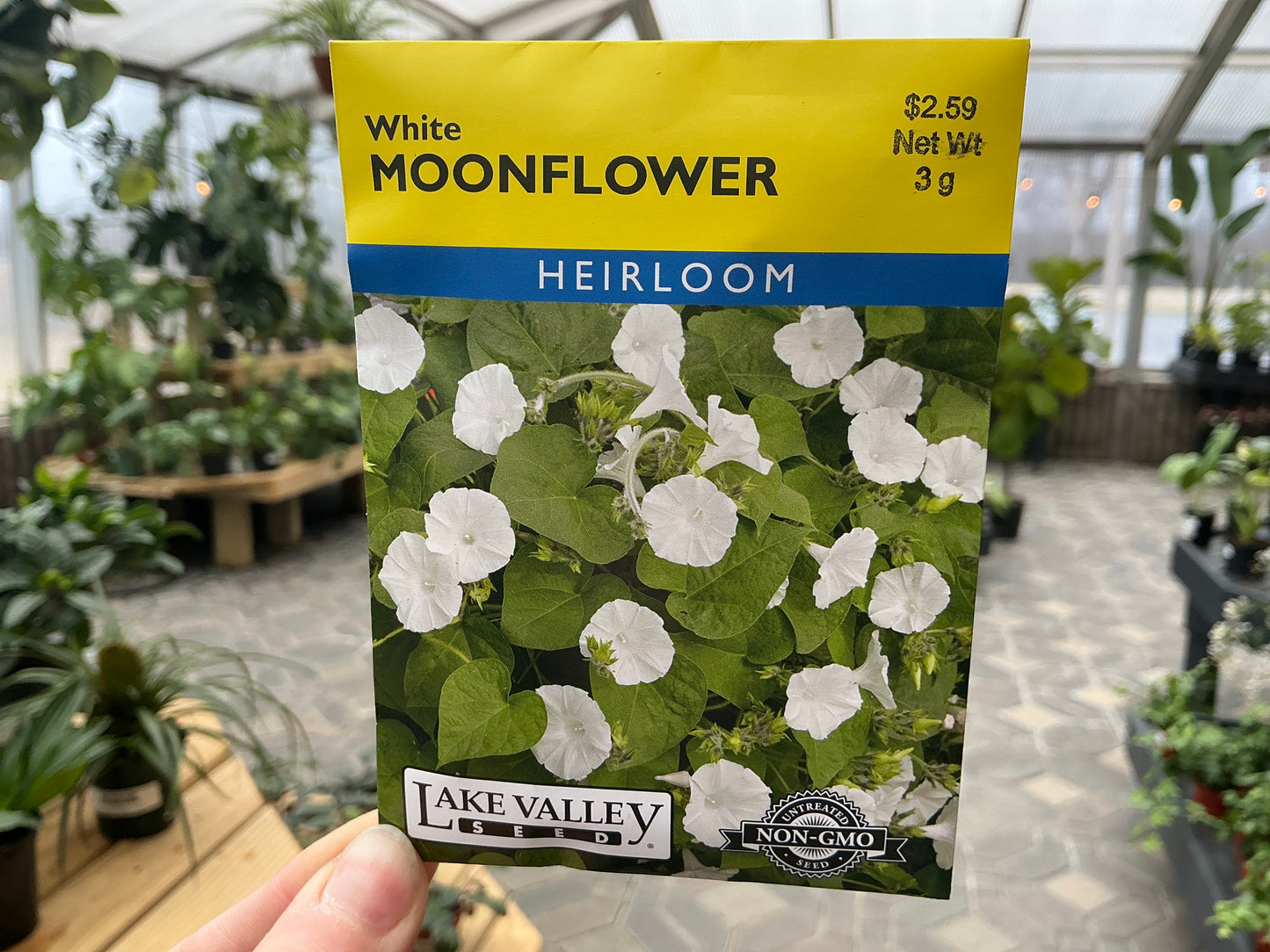 Ipomoea | Moonflower Seed