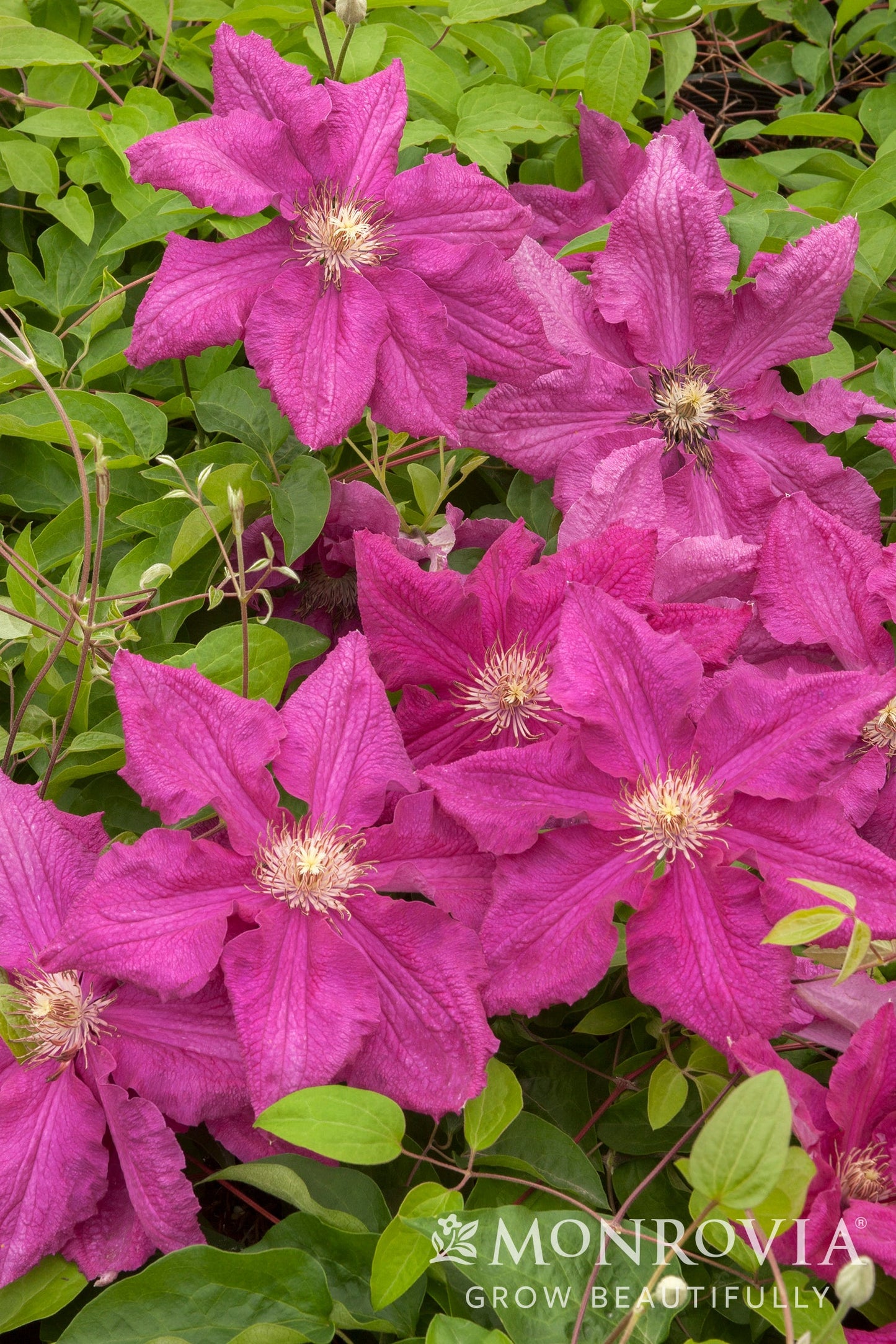 Clematis | Ernest Markham Clematis - 1 Gallon