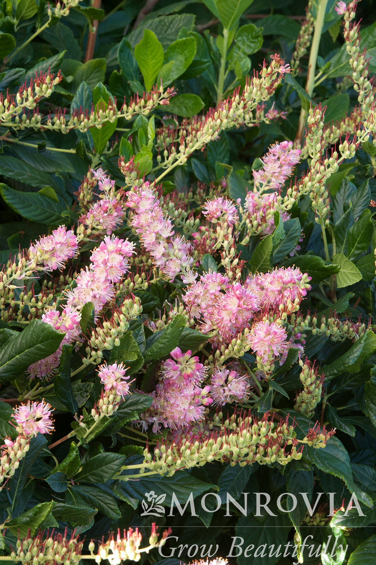 Clethra | Ruby Spice Summersweet - 2 Gallon